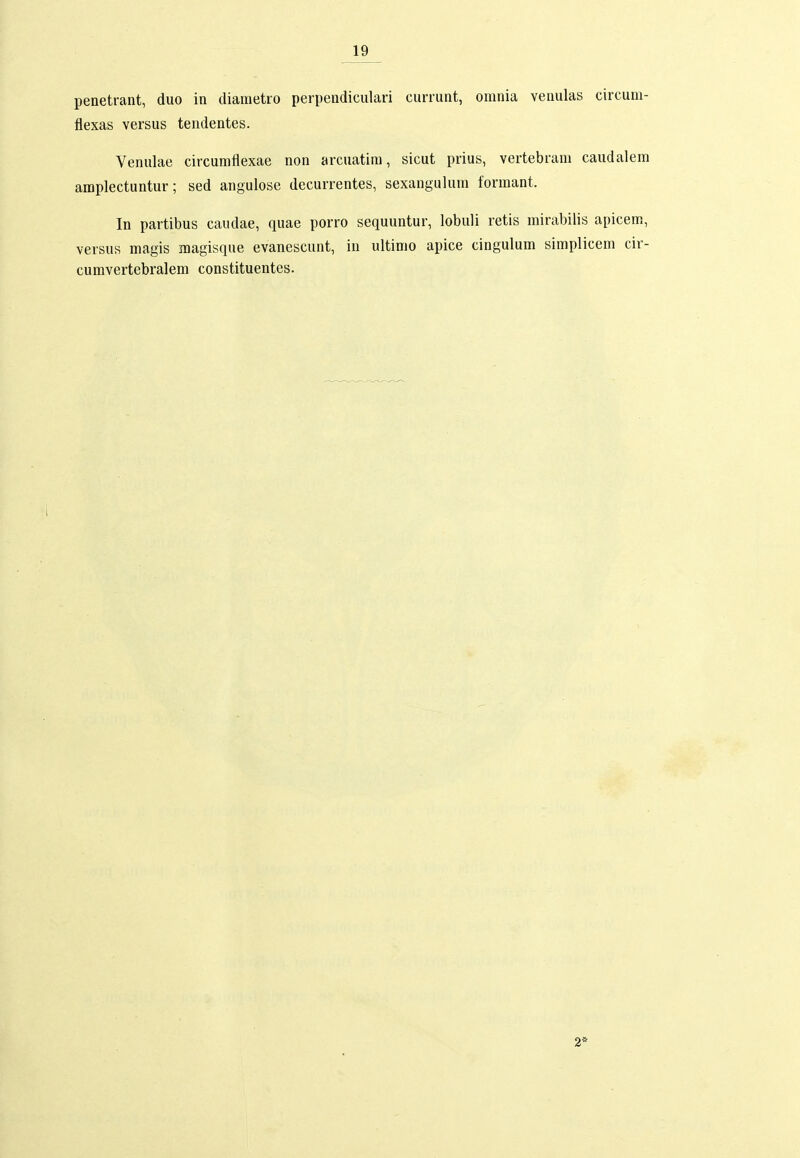 penetrant, duo in diametro perpendiculari currunt, omnia venulas circura- flexas versus tendentes. Venulae circumflexae non arcuatira, sicut prius, vertebrani caudalem amplectuntur; sed angulose decurrentes, sexangulum formant. In partibus caudae, quae porro sequuntur, lobuli retis mirabilis apicem, versus magis magisque evanescunt, in ultinio apice cingulum simplicera cir- cumvertebralem constituentes.