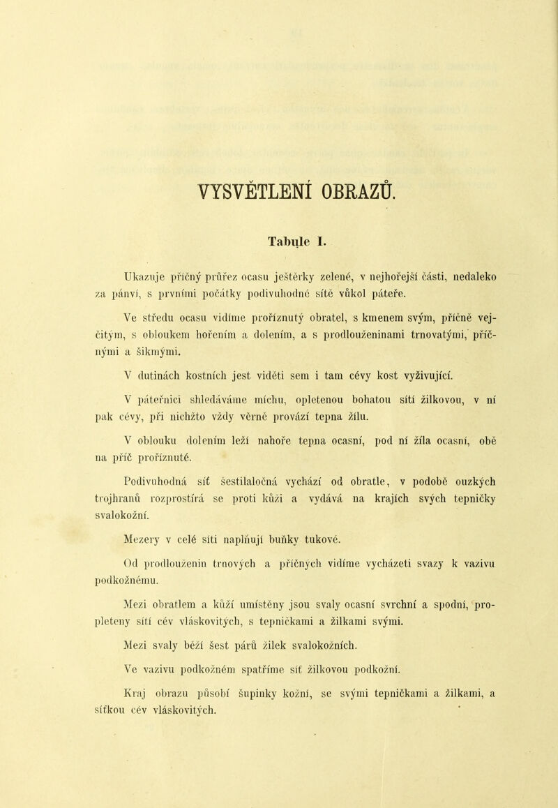 VYSVETLENI OBRAZU. Tabule I. Ukazuje pncny prurez ocasu jesterky zelene, v nejhofejsf casti, nedaleko za panvi, s prvnfini poCatky podivuhodnc site vukol patere. Ve stredu ocasu vidime profiznuty obratel, s kmenera svym, pficne vej- Citym, s obloukeni hofenim a dolenim, a s prodlouzeninami trnovatymi, pnC- nymi a Sikmymi. V dutinach kostnich jest videti sem i tam c6vy kost vyzivujici. V patefnici shledavame michu, opletenou bohatou siti zilkovou, v ni pak cevy, pfi nichzto vzdy verne provazi tepna zilu. V oblouku dolemm lezi nahofe tepna ocasni, pod ni zila ocasni, obe na pfi'6 pronznut6. Podivuhodna sif sestilalo(5na vychazi od obratle, v podob6 ouzkych trojhranu rozprostira se proti kuzi a vydava na krajich svych tepnicky svalokozm'. Mezery v cel6 siti naplnuji buiiky tukove. Od prodlouzenin trnovych a pn6nych vidime vychazeti svazy k vazivu podko^nemu. Mezi obratlem a kuzi' umisteny jsou svaly ocasm' svrchm' a spodni, pro- pleteny siti c6v vlaskovitych, s tepnickami a zilkami svymi. Mezi svaly bezl §est paru zilek svalokoznich. Ve vazivu podkozn^m spatfime sit zilkovou podkoznf. Kraj obrazu pusobi' supinky koznl, se svymi tepnifikami a zilkami, a sifkou c6v vlaskovitych.