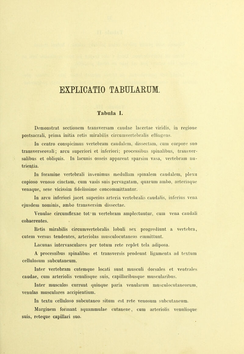 EXPLICATIO TABULARUM. Tabula I. Demonstrat sectionem transversam caudae lacertae viridis, ia regione postsacrali, prinia initia retis mirabilis circunivertebralis effingens. In centro conspicimus vertebram caudalem, dissectam, cum corpore suo transverseovali; arcu superiori et inferiori; processibus spinalibus, transver- ' salibus et obliquis. In lacunis osseis apparent sparsim vasa, vertebrani uu- trientia. In foramine vertebrali invenimus raedullam spinalem caudalem, plexu copioso venoso cinctani, cum vasis suis pervagatam, quarum ambo, arteriaque venaque, sese vicissim fidelissime concommittantur. In arcu inferiori jacet superius arteria vertebralis caudalis, inferius vena ejusdem nominis, ambo transversim dissectae. Venulae circumflexae tot-Mn vertebram amplectuntur, cum vena caudali cohaerentes. Retis mirabilis circumvertebralis lobuli sex progrediunt a vertebra, cutem versus tendentes, arteriolas musculocutaneas einmittunt. Lacunas intervasculares per totuni rete replet tela adiposa. A processibus spinalibus et transversis prodeunt ligamenta ad textum cellulosum subcutaneum. Inter vertebram cutemque locati sunt musculi dorsales et ventrales caudae, cum arteriolis venulisque suis, capillaribusque muscularibus. Inter musculos currunt quinque paria venularum musculocutaneorum, venulas musculares accipientium. In textu celluloso subcutaneo situm est rete venosum subcutaneum. Marginem formant squammulae cutaneae, cum arteriolis venulisque suis, reteque capillari suo.