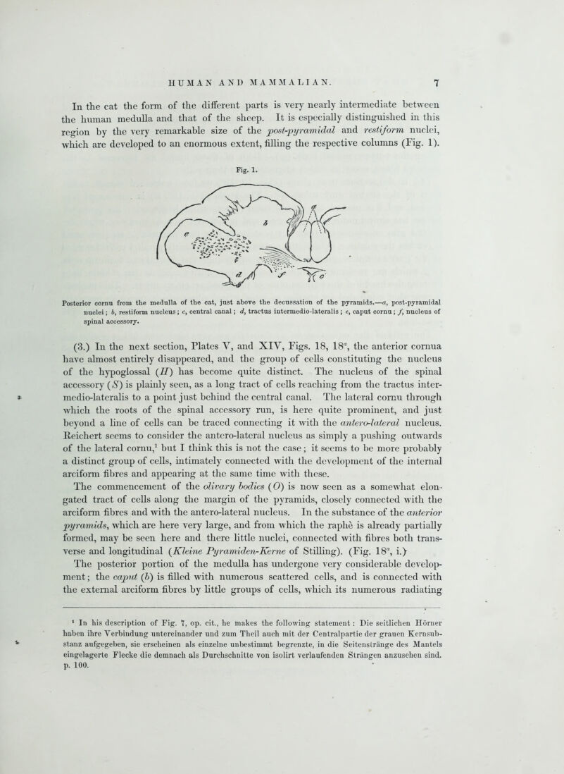 In the cat the form of the different parts is very nearly intermediate between the human medulla and that of the sheep. It is especially distinguished in this region by the very remarkable size of the post-pyramidal and restiform nuclei, which are developed to an enormous extent, filling the respective columns (Fig. 1). Fig. l. Posterior cornu from the medulla of the cat, just above the decussation of the pyramids.—a, post-pyramidal nuclei; b, restiform nucleus ; c, central canal; d, tractus intermedio-lateralis ; e, caput cornu; f, nucleus of spinal accessory. (3.) In the next section, Plates V, and XIV, Figs. 18, 18, the anterior cornua have almost entirely disappeared, and the group of cells constituting the nucleus of the hypoglossal (H) has become quite distinct. The nucleus of the spinal accessory (S) is plainly seen, as a long tract of cells reaching from the tractus inter- *- medio-lateralis to a point just behind the central canal. The lateral cornu through which the roots of the spinal accessory run, is here quite prominent, and just beyond a line of cells can be traced connecting it with the antero-lateral nucleus. Reichert seems to consider the antero-lateral nucleus as simply a pushing outwards of the lateral cornu,1 but I think this is not the case; it seems to be more probably a distinct group of cells, intimately connected with the development of the internal arciform fibres and appearing at the same time with these. The commencement of the olivary bodies (0) is now seen as a somewhat elon- gated tract of cells along the margin of the pyramids, closely connected with the arciform fibres and with the antero-lateral nucleus. In the substance of the anterior pyramids, which are here very large, and from which the raphe is already partially formed, may be seen here and there little nuclei, connected with fibres both trans- verse and longitudinal (Kleine Pyramiden-Kerne of Stilling). (Fig. 18, i.) The posterior portion of the medulla has undergone very considerable develop- ment ; the caput (b) is filled with numerous scattered cells, and is connected with the external arciform fibres by little groups of cells, which its numerous radiating 1 In his description of Fig. I, op. cit., he makes the following statement: Die seitlichen Horner haben ihre Yerbindung untereinander und zum Theil auch mit der Centralpartie der grauen Kernsub- stanz aufgegeben, sie erscheinen als einzelne unbestimmt begrenzte, in die Seitenstriinge des Mantels eingelagerte Flecke die demnack als Durchschnittc von isolirt verlaufenden Striingen anzusehen sind. p. 100.