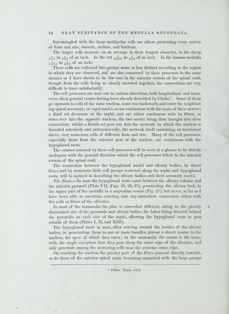 Intermingled with the large multipolar cells are others presenting every variety of form and size, obovate, stellate, and fusiform. The larger cells measure on an average in their longest diameter, in the sheep 500 an inch. In the cat to zh an inch. In the human medulla ToVo to eh of an inch- These cells are collected into groups more or less distinct according to the region in which they are observed, and are also connected by their processes in the same manner as I have shown to be the case in the anterior cornua of the spinal cord, though from the cells being so closely crowded together, the connections are very difficult to trace satisfactorily. The cell processes are sent out in various directions, both longitudinal and trans- verse, their general course having been already described by Clarke.1 Some of them go upwards to cells of the same nucleus, some run backwards and enter the neighbor- ing spinal accessory, or vagal nuclei, or are continuous with the roots of these nerves; a third set decussate at the raphe, and are either continuous with its fibres, or cross over into the opposite nucleus, the two nuclei being thus brought into close connection; whilst a fourth set pass out into the network by which the nucleus is bounded anteriorly and antero-laterally, the network itself containing, as mentioned above, very numerous cells of different form and size. Many of the cell processes, especially those from the anterior part of the nucleus, are continuous with the hypoglossal roots. The courses pursued by these cell processes will be seen at a glance to be strictly - analogous with the general direction which the cell processes follow in the anterior cornua of the spinal cord. The connection between the hypoglossal nuclei and olivary bodies, by direct fibres and by numerous little cell groups scattered along the raphe and hypoglossal roots, will be noticed in describing the olivary bodies and their accessory nuclei. The Roots.—In man the hypoglossal roots enter between the olivary column and the anterior pyramid (Plate VII, Figs. 25, 26, 27), penetrating the olivary body in the upper part of the medulla in a serpentine course (Fig. 27), but never, so far as I have been able to ascertain, entering into any immediate connection either with the cells or fibres of the olivaries. In most of the mammalia the plan is somewhat different, owing to the greatly diminished size of the pyramids and olivary bodies, the latter being situated behind the pyramids on each side of the raphe, allowing the hypoglossal roots to pass outside of them (Plates I, II, and XIII). The hypoglossal roots in man, after curving around the border of the olivary bodies, or penetrating them in one or more bundles, pursue a direct course to the nucleus, the apex of which they enter; in the mammalia the course is the same, with the single exception that they pass along the outer edge of the olivaries, and only penetrate among the scattering cells near the extreme outer edge. On reaching the nucleus the greater part of the fibres proceed directly inwards, as do those of the anterior spinal roots, becoming connected with the large groups