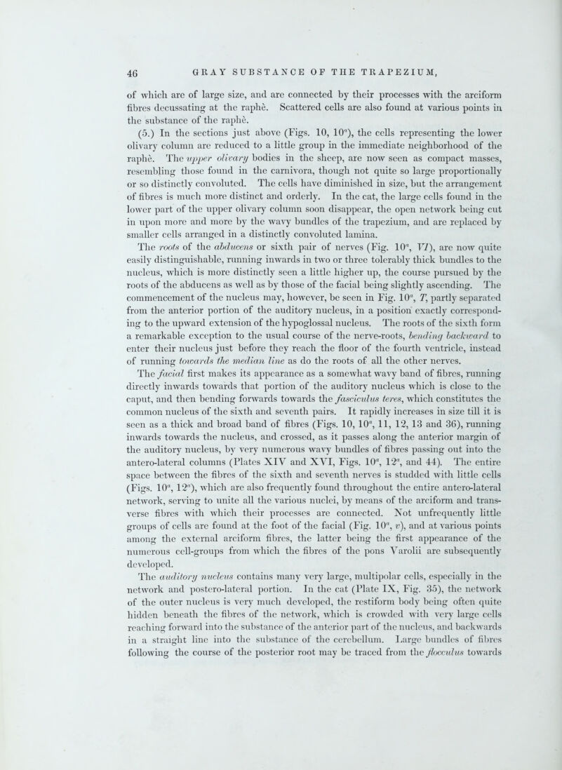 of which are of large size, and are connected by their processes with the arciform fibres decussating at the raphe. Scattered cells are also found at various points in the substance of the raphe. (5.) In the sections just above (Figs. 10, 1(P), the cells representing the lower olivary column are reduced to a little group in the immediate neighborhood of the raphe. The upper olivary bodies in the sheep, are now seen as compact masses, resembling those found in the carnivora, though not quite so large proportionally or so distinctly convoluted. The cells have diminished in size, but the arrangement of fibres is much more distinct and orderly. In the cat, the large cells found in the lower part of the upper olivary column soon disappear, the open network being cut in upon more and more by the wavy bundles of the trapezium, and are replaced by smaller cells arranged in a distinctly convoluted lamina. The roots of the abducens or sixth pair of nerves (Fig. 10% VI), are now quite easily distinguishable, running inwards in two or three tolerably thick bundles to the nucleus, which is more distinctly seen a little higher up, the course pursued by the roots of the abducens as well as by those of the facial being slightly ascending. The commencement of the nucleus may, however, be seen in Fig. 10% T, partly separated from the anterior portion of the auditory nucleus, in a position exactly correspond- ing to the upward extension of the hypoglossal nucleus. The roots of the sixth form a remarkable exception to the usual course of the nerve-roots, bending backward to enter their nucleus just before they reach the floor of the fourth ventricle, instead of running towards the median line as do the roots of all the other nerves. The facial first makes its appearance as a someAvhat wavy band of fibres, running directly inwards towards that portion of the auditory nucleus which is close to the caput, and then bending forwards towards the fascicidus teres, which constitutes the common nucleus of the sixth and seventh pairs. It rapidly increases in size till it is seen as a thick and broad band of fibres (Figs. 10, 10% 11, 12, 13 and 36), running inwards towards the nucleus, and crossed, as it passes along the anterior margin of the auditory nucleus, by very numerous wavy bundles of fibres passing out into the antero-lateral columns (Plates XIV and XVI, Figs. 10% 12% and 44). The entire space between the fibres of the sixth and seventh nerves is studded with little cells (Figs. 10“, 12), which are also frequently found throughout the entire antero-lateral network, serving to unite all the various nuclei, by means of the arciform and trans- verse fibres with which their processes are connected. Not unfrequently little groups of cells are found at the foot of the facial (Fig. 10% v), and at various points among the external arciform fibres, the latter being the first appearance of the numerous cell-groups from which the fibres of the pons Varolii are subsequently developed. The auditory nucleus contains many very large, multipolar cells, especially in the network and postero-lateral portion. In the cat (Plate IX, Fig. 35), the network of the outer nucleus is very much developed, the restiform body being often quite hidden beneath the fibres of the network, which is crowded with very large cells reaching forward into the substance of the anterior part of the nucleus, and backwards in a straight line into the substance of the cerebellum. Large bundles of fibres following the course of the posterior root may be traced from the flocculus towards