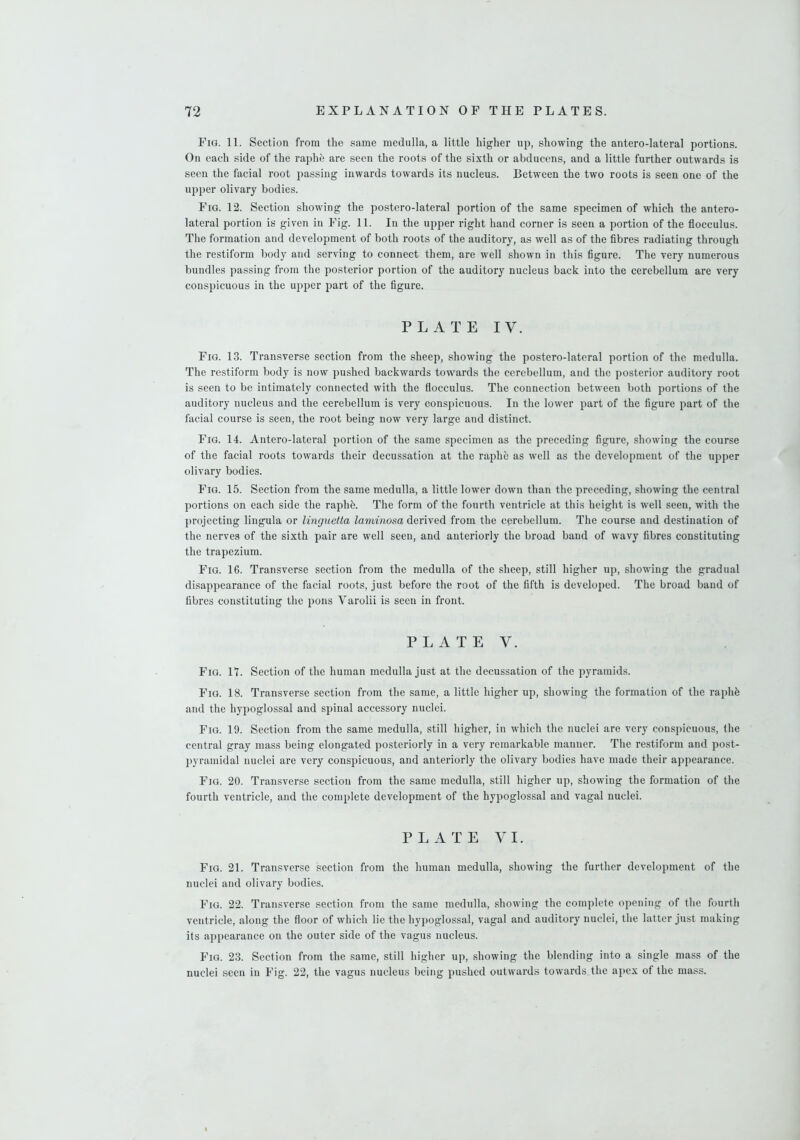 Fig. 11. Section from the same medulla, a little higher up, showing the antero-lateral portions. On each side of the raphe are seen the roots of the sixth or abducens, and a little further outwards is seen the facial root passing inwards towards its nucleus. Between the two roots is seen one of the upper olivary bodies. Fig. 12. Section showing the postero-lateral portion of the same specimen of which the antero- lateral portion is given in Fig. 11. In the upper right hand corner is seen a portion of the flocculus. The formation and development of both roots of the auditory, as well as of the fibres radiating through the restiform body and serving to connect them, are well shown in this figure. The very numerous bundles passing from the posterior portion of the auditory nucleus back into the cerebellum are very conspicuous in the upper part of the figure. PLATE IV. Fig. 13. Transverse section from the sheep, showing the postero-lateral portion of the medulla. The restiform body is now pushed backwards towards the cerebellum, and the posterior auditory root is seen to be intimately connected with the flocculus. The connection between both portions of the auditory nucleus and the cerebellum is very conspicuous. In the lower part of the figure part of the facial course is seen, the root being now very large and distinct. Fig. 14. Antero-lateral portion of the same specimen as the preceding figure, showing the course of the facial roots towards their decussation at the raphe as well as the development of the upper olivary bodies. Fig. 15. Section from the same medulla, a little lower down than the preceding, showing the central portions on each side the raplih. The form of the fourth ventricle at this height is well seen, with the projecting lingula or linguetta laminosa derived from the cerebellum. The course and destination of the nerves of the sixth pair are well seen, and anteriorly the broad band of wavy fibres constituting the trapezium. Fig. 16. Transverse section from the medulla of the sheep, still higher up, showing the gradual disappearance of the facial roots, just before the root of the fifth is developed. The broad band of fibres constituting the pons Varolii is seen in front. PLATE V. Fig. 11. Section of the human medulla just at the decussation of the pyramids. Fig. 18. Transverse section from the same, a little higher up, showing the formation of the raplih and the hypoglossal and spinal accessory nuclei. Fig. 19. Section from the same medulla, still higher, in which the nuclei are very conspicuous, the central gray mass being elongated posteriorly in a very remarkable manner. The restiform and post- pyramidal nuclei are very conspicuous, and anteriorly the olivary bodies have made their appearance. Fig. 20. Transverse section from the same medulla, still higher up, showing the formation of the fourth ventricle, and the complete development of the hypoglossal and vagal nuclei. PLATE VI. Fig. 21. Transverse section from the human medulla, showing the further development of the nuclei and olivary bodies. Fig. 22. Transverse section from the same medulla, showing the complete opening of the fourth ventricle, along the floor of which lie the hypoglossal, vagal .and auditory nuclei, the latter just making its appearance on the outer side of the vagus nucleus. Fig. 23. Section from the same, still higher up, showing the blending into a single mass of the nuclei seen in Fig. 22, the vagus nucleus being pushed outwards towards the apex of the mass.