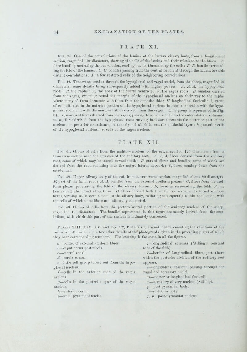 PLATE XI. Fig. 39. One of tlie convolutions of the lamina of the human olivary body, from a longitudinal section, magnified 120 diameters, showing the cells of the lamina and their relations to the fibres. A, fibre-bundle penetrating the convolution, sending out its fibres among the cells : B, B, bundle surround- ing the fold of the lamina: G, C, bundles passing from the central bundle A through the lamina towards distant convolutions : D, a few scattered cells of the neighboring convolutions. Fig. 40. Transverse section through the hypoglossal and vagal nuclei, from the sheep, magnified 20 diameters, some details being subsequently added with higher powers. A, A, A, the hypoglossal roots : li, the raphe : X, the apex of the fourth ventricle: V, the vagus roots : D, bundles derived from the vagus, sweeping round the margin of the hypoglossal nucleus on their way to the raphe, where many of them decussate with those from the opposite side : II, longitudinal fasciculi: b, group of cells situated in the anterior portion of the hypoglossal nucleus, in close connection -with the hypo- glossal roots and with the marginal fibres derived from the vagus. This group is represented in Fig. 31. c, marginal fibres derived from the vagus, passing to some extent into the antero-lateral columns: m, m, fibres derived from the hypoglossal roots curving backwards towards the posterior part of the nucleus : e, posterior commissure, on the edge of which is seen the epithelial layer: h, posterior cells of the hypoglossal nucleus : v, cells of the vagus nucleus. PLATE XII. Fig. 41. Group of cells from the auditory nucleus of the cat, magnified 120 diameters; from a transverse section near the entrance of the auditory root. A, A, A, fibres derived from the auditory root, some of which may be traced towards cells : B, curved fibres and bundles, some of which are derived from the root, radiating into the antero-lateral network : C, fibres coming down from the cerebellum. Fig. 42. Upper olivary body of the cat, from a transverse section, magnified about 20 diameters. F, part of the facial root: A, A, bundles from the external arciform plexus : C, fibres from the arci- form plexus penetrating the fold of the olivary lamina: B, bundles surrounding the folds of the lamina and also penetrating them : D, fibres derived both from the transverse and internal arciform fibres, forming as it were a stem to the olivary body, radiating subsequently within the lamina, with the cells of which these fibres arc intimately connected. Fig. 43. Group of cells from the postero-lateral portion of the auditory nucleus of the sheep, magnified 120 diameters. The bundles represented in this figure are mostly derived from the cere- bellum, with which this part of the nucleus is intimately connected. Plates XIII, XIV, XY, and Fig. 12a, Plate XYI, are outlines representing the situations of the principal cell nuclei, and a few other details of the* photographs given in the preceding plates of which they bear corresponding numbers. The lettering is the same in all the figures. a—border of external arciform fibres. b—caput cornu posterioris. c—central canal. d—cervix cornu. e—little cell group thrust out from the hypo- glossal nucleus. f—cells in the anterior spur of the vagus nucleus. g—cells in the posterior spur of the vagus nucleus. h—anterior cornu. i—small pyramidal nuclei. j—longitudinal columns (Stilling’s constant root of the fifth). k—border of longitudinal fibres, jnst above which the posterior division of the auditory root appears. I—longitudinal fasciculi passing through the vagal and accessory nuclei. m—posterior longitudinal fasciculi. n—accessory olivary nucleus (Stilling). p—post-pyramidal body. r—restiform body. p, p—post-pyramidal nucleus.