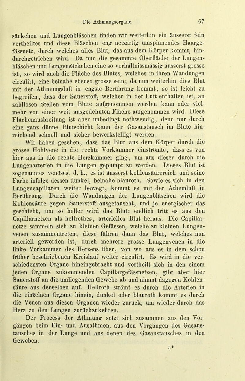 Säckchen und Lungenbläschen finden wir weiterhin ein äusserst fein verteiltes und diese Bläschen eng netzartig umspinnendes Haarge- fässnetz, durch welches alles Blut, das aus dem Körper kommt, hin- durchgetrieben wird. Da nun die gesammte Oberfläche der Lungen- bläschen und Lungensäckchen eine so verhältnissmässig äusserst grosse ist, so wird auch die Fläche des Blutes, welches in ihren Wandungen circulirt, eine beinahe ebenso grosse sein; da nun weiterhin dies Blut mit der Athmungsluft in engste Berührung kommt, so ist leicht zu begreifen, dass der Sauerstoff, welcher in der Luft enthalten ist, an zahllosen Stellen vom Blute aufgenommen werden kann oder viel- mehr von einer weit ausgedehnten Fläche aufgenommen wird. Diese Flächenausbreitung ist aber unbedingt nothwendig, denn nur durch eine ganz dünne Blutschicht kann der Gasaustausch im Blute hin- reichend schnell und sicher bewerkstelligt werden. Wir haben gesehen, dass das Blut aus dem Körper durch die grosse Hohlvene in die rechte Vorkammer einströmte, dass es von hier aus in die rechte Herzkammer ging, um aus dieser durch die Lungenarterien in die Lungen gepumpt zu werden. Dieses Blut ist sogenanntes venöses, d. h., es ist äusserst kohlensäurereich und seine Farbe infolge dessen dunkel, beinahe blauroth. Sowie es sich in den Lungencapillaren weiter bewegt, kommt es mit der Athemluft in Berührung. Durch die Wandungen der Lungenbläschen wird die Kohlensäure gegen Sauerstoff ausgetauscht, und je energischer das geschieht, um so heller wird das Blut; endlich tritt es aus den Capillarnetzen als hellrothes, arterielles Blut heraus. Die Capillar- netze sammeln sich zu kleinen Gefässen, welche zu kleinen Lungen- venen zusammentreten, diese führen dann das Blut, welches nun arteriell geworden ist, durch mehrere grosse Lungenvenen in die linke Vorkammer des Herzens über, von wo aus es in dem schon früher beschriebenen Kreislauf weiter circulirt. Es wird in die ver- schiedensten Organe hineingebracht und vertheilt sich in den einem jeden Organe zukommenden Capillargefässnetzen, gibt aber hier Sauerstoff an die umliegenden Gewebe ab und nimmt dagegen Kohlen- säure aus denselben auf. Hellroth strömt es durch die Arterien in die einzelnen Organe hinein, dunkel oder blauroth kommt es durch die Venen aus diesen Organen wieder zurück, um wieder durch das Herz zu den Lungen zurückzukehren. Der Process der Athmung setzt sich zusammen aus den Vor- gängen beim Ein- und Ausathmen, aus den Vorgängen des Gasaus- tausches in der Lunge und aus denen des Gasaustausches in den Geweben.