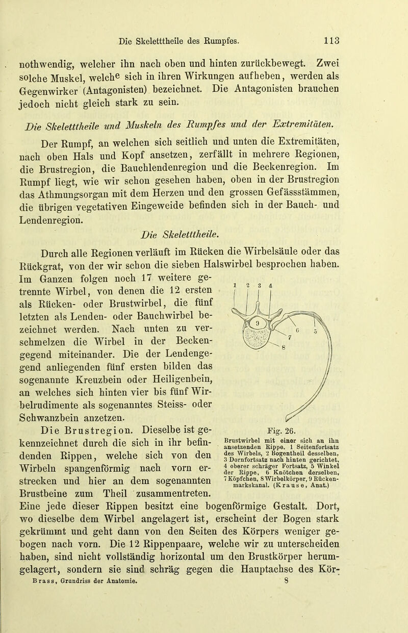 nothwendig, welcher ihn nach oben und hinten zurückbewegt. Zwei solche Muskel, welche sich in ihren Wirkungen auf heben, werden als Gegenwirker (Antagonisten) bezeichnet. Die Antagonisten brauchen jedoch nicht gleich stark zu sein. Die Skeletttheile und Muskeln des Rumpfes und der Extremitäten. Der Rumpf, an welchen sich seitlich und unten die Extremitäten, nach oben Hals und Kopf ansetzen, zerfällt in mehrere Regionen, die Brustregion, die Bauchlendenregion und die Beckenregion. Im Rumpf liegt, wie wir schon gesehen haben, oben in der Brustregion das Athmungsorgan mit dem Herzen und den grossen Gefässstämmen, die übrigen vegetativen Eingeweide befinden sich in der Bauch- und Lendenregion. Die Skeletttheile. Durch alle Regionen verläuft im Rücken die Wirbelsäule oder das Rückgrat, von der wir schon die sieben Halswirbel besprochen haben. Im Ganzen folgen noch 17 weitere ge- trennte Wirbel, von denen die 12 ersten als Rücken- oder Brustwirbel, die fünf letzten als Lenden- oder Bauchwirbel be- zeichnet werden. Nach unten zu ver- schmelzen die Wirbel in der Becken- gegend miteinander. Die der Lendenge- gend anliegenden fünf ersten bilden das sogenannte Kreuzbein oder Heiligenbein, an welches sich hinten vier bis fünf Wir- belrudimente als sogenanntes Steiss- oder Schwanzbein anzetzen. Die Brustregion. Dieselbe ist ge- kennzeichnet durch die sich in ihr befin- denden Rippen, welche sich von den Wirbeln spangenförmig nach vorn er- strecken und hier an dem sogenannten Brustbeine zum Theil zusammentreten. Eine jede dieser Rippen besitzt eine bogenförmige Gestalt. Dort, wo dieselbe dem Wirbel angelagert ist, erscheint der Bogen stark gekrümmt und geht dann von den Seiten des Körpers weniger ge- bogen nach vorn. Die 12 Rippenpaare, welche wir zu unterscheiden haben, sind nicht vollständig horizontal um den Brustkörper herum- gelagert, sondern sie sind schräg gegen die Hauptachse des Kör- Brass, Grundriss der Anatomie. 8 12 3 4 Fig. 26. Brustwirbel mit einer sich an ihn ansetzenden Kippe. 1 Seitenfortsatz des Wirbels, 2 Bogentheil desselben, 3 Dornfortsatz nach hinten gerichtet, 4 oberer schräger Fortsatz, 5 Winkel der Kippe, H Knötchen derselben, 7 Köpfchen, 8 Wirbelkörper, 9 Rücken- markskanal. (Krause, Anat.)