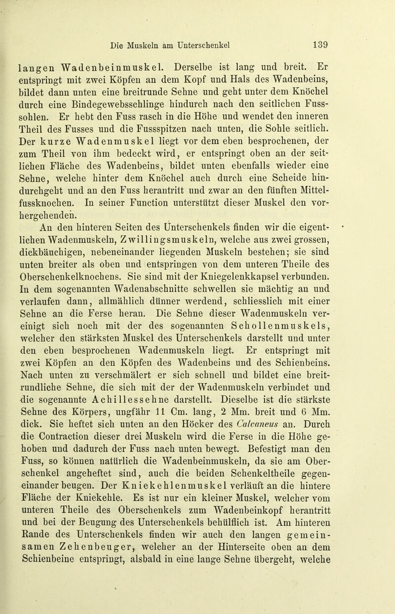 langen Wadenbeinmuskel. Derselbe ist lang und breit. Er entspringt mit zwei Köpfen an dem Kopf und Hals des Wadenbeins, bildet dann unten eine breitrunde Sehne und geht unter dem Knöchel durch eine Bindegewebsschlinge hindurch nach den seitlichen Fuss- sohlen. Er hebt den Fuss rasch in die Höhe und wendet den inneren Theil des Fusses und die Fussspitzen nach unten, die Sohle seitlich. Der kurze Wadenmuskel liegt vordem eben besprochenen, der zum Theil von ihm bedeckt wird, er entspringt oben an der seit- lichen Fläche des Wadenbeins, bildet unten ebenfalls wieder eine Sehne, welche hinter dem Knöchel auch durch eine Scheide hin- durchgeht und an den Fuss herantritt und zwar an den fünften Mittel- fussknochen. In seiner Function unterstützt dieser Muskel den vor- hergehenden. An den hinteren Seiten des Unterschenkels finden wir die eigent- lichen Wadenmuskeln, Zwillingsmuskeln, welche aus zwei grossen, dickbäuchigen, nebeneinander liegenden Muskeln bestehen; sie sind unten breiter als oben und entspringen von dem unteren Theile des Oberschenkelknochens. Sie sind mit der Kniegelenkkapsel verbunden. In dem sogenannten Wadenabschnitte schwellen sie mächtig an und verlaufen dann, allmählich dünner werdend, schliesslich mit einer Sehne an die Ferse heran. Die Sehne dieser Wadenmuskeln ver- einigt sich noch mit der des sogenannten Schollenmuskels, welcher den stärksten Muskel des Unterschenkels darstellt und unter den eben besprochenen Wadenmuskeln liegt. Er entspringt mit zwei Köpfen an den Köpfen des Wadenbeins und des Schienbeins. Nach unten zu verschmälert er sich schnell und bildet eine breit- rundliche Sehne, die sich mit der der Wadenmuskeln verbindet und die sogenannte Achillessehne darstellt. Dieselbe ist die stärkste Sehne des Körpers, ungfähr 11 Cm. lang, 2 Mm. breit und 6 Mm. dick. Sie heftet sich unten an den Höcker des Calcaneus an. Durch die Contraction dieser drei Muskeln wird die Ferse in die Höhe ge- hoben und dadurch der Fuss nach unten bewegt. Befestigt man den Fuss, so können natürlich die Wadenbeinmuskeln, da sie am Ober- schenkel angeheftet sind, auch die beiden Schenkeltheile gegen- einander beugen. Der Kniekehlenmuskel verläuft an die hintere Fläche der Kniekehle. Es ist nur ein kleiner Muskel, welcher vom unteren Theile des Oberschenkels zum Wadenbeinkopf herantritt und bei der Beugung des Unterschenkels behülflich ist. Am hinteren Rande des Unterschenkels finden wir auch den langen gemein- samen Zehenbeuger, welcher an der Hinterseite oben an dem Schienbeine entspringt, alsbald in eine lange Sehne übergeht, welche