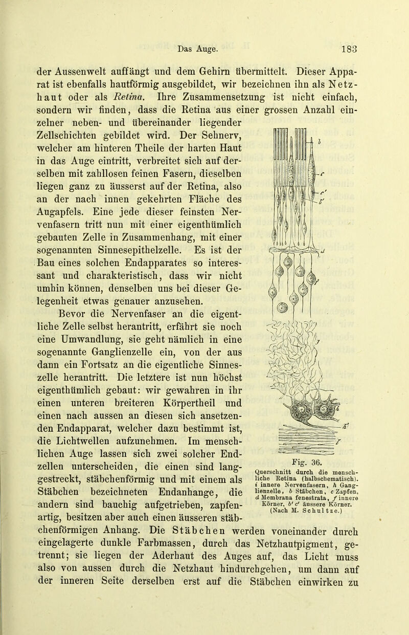 der Aussenwelt auffängt und dem Gehirn übermittelt. Dieser Appa- rat ist ebenfalls bautförmig ausgebildet, wir bezeichnen ihn als Netz- haut oder als Retina. Ihre Zusammensetzung ist nicht einfach, sondern wir finden, dass die Retina aus einer grossen Anzahl ein- zelner neben- und übereinander liegender Zellschichten gebildet wird. Der Sehnerv, welcher am hinteren Theile der harten Haut in das Auge eintritt, verbreitet sich auf der- selben mit zahllosen feinen Fasern, dieselben liegen ganz zu äusserst auf der Retina, also an der nach innen gekehrten Fläche des Augapfels. Eine jede dieser feinsten Ner- venfasern tritt nun mit einer eigenthümlich gebauten Zelle in Zusammenhang, mit einer sogenannten Sinnesepithelzelle. Es ist der Bau eines solchen Endapparates so interes- sant und charakteristisch, dass wir nicht umhin können, denselben uns bei dieser Ge- legenheit etwas genauer anzusehen. Bevor die Nervenfaser an die eigent- liche Zelle selbst herantritt, erfährt sie noch eine Umwandlung, sie geht nämlich in eine sogenannte Ganglienzelle ein, von der aus dann ein Fortsatz an die eigentliche Sinnes- zelle herantritt. Die letztere ist nun höchst eigenthümlich gebaut: wir gewahren in ihr einen unteren breiteren Körpertheil und einen nach aussen an diesen sich ansetzen- den Endapparat, welcher dazu bestimmt ist, die Lichtwellen aufzunehmen. Im mensch- lichen Auge lassen sich zwei solcher End- zeilen unterscheiden, die einen sind lang- gestreckt, stäbchenförmig und mit einem als Stäbchen bezeichneten Endanhange, die andern sind bauchig aufgetrieben, zapfen- artig, besitzen aber auch einen äusseren stäb- chenförmigen Anhang. Die Stäbchen werden voneinander durch eingelagerte dunkle Farbmassen, durch das Netzhautpigment, ge- trennt; sie liegen der Aderhaut des Auges auf, das Licht muss also von aussen durch die Netzhaut hindurchgehen, um dann auf der inneren Seite derselben erst auf die Stäbchen einwirken zu Fig. 36. Querschnitt durch die mensch- liche Retina (halbscbematisch). t innere Nervenfasern, h Gang- lienzelle , b Stäbchen, c Zapfen, d Membrana fenestrata, / innere Körner, b‘ c' äussere Körner. (Nach M. Schnitze.)