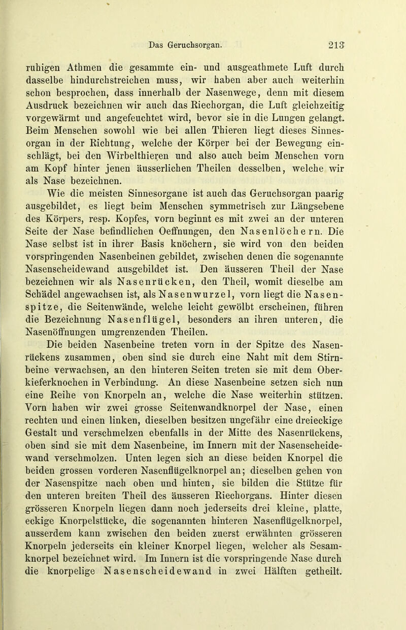 ruhigen Athmen die gesammte ein- und ausgeathmete Luft durch dasselbe hindurchstreichen muss, wir haben aber auch weiterhin schon besprochen, dass innerhalb der Nasenwege, denn mit diesem Ausdruck bezeichnen wir auch das Riechorgan, die Luft gleichzeitig vorgewärmt und .angefeuchtet wird, bevor sie in die Lungen gelangt. Beim Menschen sowohl wie bei allen Thieren liegt dieses Sinnes- organ in der Richtung, welche der Körper bei der Bewegung ein- schlägt, bei den Wirbelthieren und also auch beim Menschen vorn am Kopf hinter jenen äusserlichen Theilen desselben, welche wir als Nase bezeichnen. Wie die meisten Sinnesorgane ist auch das Geruchsorgan paarig ausgebildet, es liegt beim Menschen symmetrisch zur Längsebene des Körpers, resp. Kopfes, vorn beginnt es mit zwei an der unteren Seite der Nase befindlichen Oeffnungen, den Nasenlöchern. Die Nase selbst ist in ihrer Basis knöchern, sie wird von den beiden vorspringenden Nasenbeinen gebildet, zwischen denen die sogenannte Nasenscheidewand ausgebildet ist. Den äusseren Theil der Nase bezeichnen wir als Nasenrücken, den Theil, womit dieselbe am Schädel angewachsen ist, als Nasenwurzel, vorn liegt die Nasen- spitze, die Seitenwände, welche leicht gewölbt erscheinen, führen die Bezeichnung Nasenflügel, besonders an ihren unteren, die Nasenöffnungen umgrenzenden Theilen. Die beiden Nasenbeine treten vorn in der Spitze des Nasen- rückens zusammen, oben sind sie durch eine Naht mit dem Stirn- beine verwachsen, an den hinteren Seiten treten sie mit dem Ober- kieferknochen in Verbindung. An diese Nasenbeine setzen sich nun eine Reihe von Knorpeln an, welche die Nase weiterhin stützen. Vorn haben wir zwei grosse Seitenwandknorpel der Nase, einen rechten und einen linken, dieselben besitzen ungefähr eine dreieckige Gestalt und verschmelzen ebenfalls in der Mitte des Nasenrückens, oben sind sie mit dem Nasenbeine, im Innern mit der Nasenscheide- wand verschmolzen. Unten legen sich an diese beiden Knorpel die beiden grossen vorderen Nasenflügelknorpel an; dieselben gehen von der Nasenspitze nach oben und hinten, sie bilden die Stütze für den unteren breiten Theil des äusseren Riechorgans. Hinter diesen grösseren Knorpeln liegen dann noch jederseits drei kleine, platte, eckige Knorpelstücke, die sogenannten hinteren Nasenflügelknorpel, ausserdem kann zwischen den beiden zuerst erwähnten grösseren Knorpeln jederseits ein kleiner Knorpel liegen, welcher als Sesam- knorpel bezeichnet wird. Im Innern ist die vorspringende Nase durch die knorpelige Nasenscheidewand in zwei Hälften getheilt.