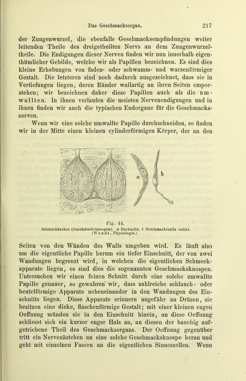 der Zungenwurzel, die ebenfalls Geschmacksempfindungen weiter leitenden Theile des dreigetheilten Nervs an dem Zungenwurzel- theile. Die Endigungen dieser Nerven finden wir nun innerhalb eigen- thümlicher Gebilde, welche wir als Papillen bezeichnen. Es sind dies kleine Erhebungen von faden- oder schwamm- und warzenförmiger Gestalt. Die letzteren sind noch dadurch ausgezeichnet, dass sie in Vertiefungen liegen, deren Ränder wallartig an ihren Seiten empor- stehen; wir bezeichnen daher diese Papillen auch als die um- wallten. In ihnen verlaufen die meisten Nervenendigungen und in ihnen finden wir auch die typischen Endorgane für die Geschmacks- nerven. Wenn wir eine solche umwallte Papille durchschneiden, so finden wir in der Mitte einen kleinen cylinderförmigen Körper, der an den Fig. 44. Sckmeckbecher (Geschmacksknospen). a Deckzelle, b Gescbmackszelle isolirt. (W u n d t. Physiologie.) Seiten von den Wänden des Walls umgeben wird. Es läuft also um die eigentliche Papille herum ein tiefer Einschnitt, der von zwei Wandungen begrenzt wird, in welchen die eigentlichen Schmeck- apparate liegen, es sind dies die sogenannten Geschmacksknospen. Untersuchen wir einen feinen Schnitt durch eine solche umwallte Papille genauer, so gewahren wir, dass zahlreiche schlauch- oder beutelförmige Apparate nebeneinander in den Wandungen des Ein- schnitts liegen. Diese Apparate erinnern ungefähr an Drüsen, sie besitzen eine dicke, flaschenförmige Gestalt; mit einer kleinen engen Oeffnung münden sie in den Einschnitt hinein, an diese Oeffnung schliesst sich ein kurzer enger Hals an, an diesen der bauchig auf- getriebene Theil des Geschmacksorgans. Der Oeffnung gegenüber tritt ein Nervenästchen an eine solche Geschmacksknospe heran und geht mit einzelnen Fasern an die eigentlichen Sinneszellen. Wenn