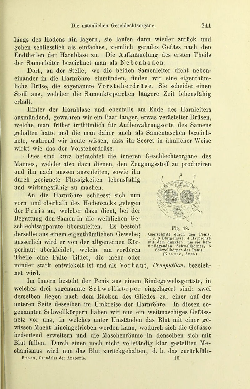 längs des Hodens hin lagern, sie laufen dann wieder zurück und gehen schliesslich als einfaches, ziemlich gerades Gefäss nach den Endtheilen der Harnblase zu. Die Aufknäuelung des ersten Theils der Samenleiter bezeichnet man als Nebenhoden. Dort, an der Stelle, wo die beiden Samenleiter dicht neben- einander in die Harnröhre einmünden, finden wir eine eigenthüm- liche Drüse, die sogenannte Vorsteherdrüse. Sie scheidet einen Stoff aus, welcher die .Samenkörperchen längere Zeit lebensfähig erhält. Hinter der Harnblase und ebenfalls am Ende des Harnleiters ausmündend, gewahren wir ein Paar langer, etwas verästelter Drüsen, welche man früher irrthtimlich für Aufbewahrungsorte des Samens gehalten hatte und die man daher auch als Samentaschen bezeich- nete, während wir heute wissen, dass ihr Secret in ähnlicher Weise wirkt wie das der Vorsteherdrüse. Dies sind kurz betrachtet die inneren Geschlechtsorgane des Mannes, welche also dazu dienen, den Zeugungsstoff zu produciren und ihn nach aussen auszuleiten, sowie ihn durch geeignete Flüssigkeiten lebensfähig und wirkungsfähig zu machen. An die Harnröhre schliesst sich nun vorn und oberhalb des Hodensacks gelegen der Penis an, welcher dazu dient, bei der Begattung den Samen in die weiblichen Ge- schlechtsapparate überzuleiten. Es besteht derselbe aus einem eigenthümlichen Gewebe; äusserlich wird er von der allgemeinen Kör- perhaut überkleidet, welche am vorderen Theile eine Falte bildet, die mehr oder minder stark entwickelt ist und als Vorhaut, Praeputium, bezeich- net wird. Im Innern besteht der Penis aus einem Bindegewebsgerüste, in welches drei sogenannte Schwellkörper eingelagert sind; zwei derselben liegen nach dem Rücken des Gliedes zu, einer auf der unteren Seite desselben im Umkreise der Harnröhre. In diesen so- genannten Schwellkörpern haben wir nun ein weitmaschiges Gefäss- netz vor uns, in welches unter Umständen das Blut mit einer ge- wissen Macht hineingetrieben werden kann, wodurch sich die Gefässe bedeutend erweitern und die Maschenräume in denselben sich mit Blut füllen. Durch einen noch nicht vollständig klar gestellten Me- chanismus wird nun das Blut zurückgehalten, d. h. das zurückfüh- Brass, Grundriss der Anatomie. 16 Fig. 48. Querschnitt durch den Penis. 1, 2, 3 Blutgefässe, 4 Harnröhre mit dem dunklen, um sie her- umliegenden Schwelllrörper, 5 Schwellkörper des Penis. (Krause, Anat.)