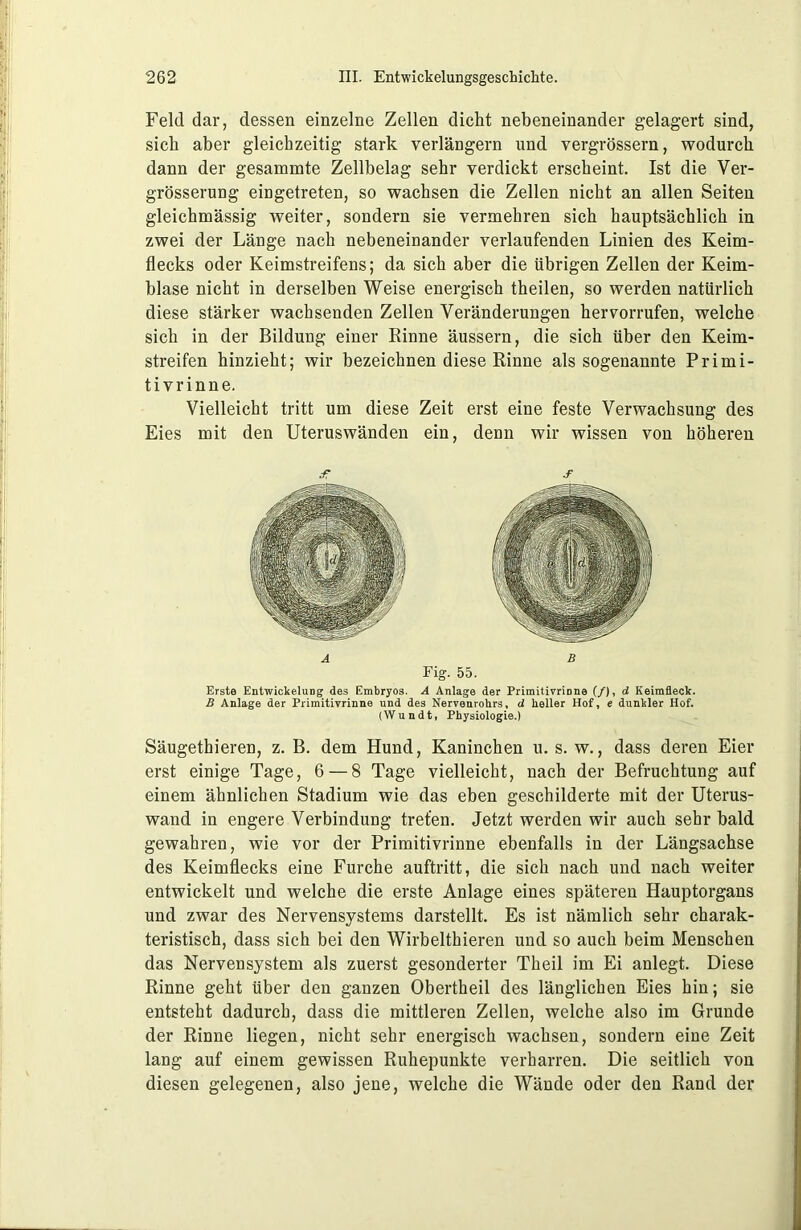 Feld dar, dessen einzelne Zellen dicht nebeneinander gelagert sind, sich aber gleichzeitig stark verlängern und vergrössern, wodurch dann der gesammte Zellbelag sehr verdickt erscheint. Ist die Ver- grösserung eingetreten, so wachsen die Zellen nicht an allen Seiten gleichmässig weiter, sondern sie vermehren sich hauptsächlich in zwei der Länge nach nebeneinander verlaufenden Linien des Keim- flecks oder Keimstreifens; da sich aber die übrigen Zellen der Keim- blase nicht in derselben Weise energisch theilen, so werden natürlich diese stärker wachsenden Zellen Veränderungen hervorrufen, welche sich in der Bildung einer Rinne äussern, die sich über den Keim- streifen hinzieht; wir bezeichnen diese Rinne als sogenannte Primi- tivrinne. Vielleicht tritt um diese Zeit erst eine feste Verwachsung des Eies mit den Uteruswänden ein, denn wir wissen von höheren .f s A B Fig. 55. Erste Entwickelung des Embryos. A Anlage der Primitivrinne (/), d Keimfleck. B Anlage der Primitivrinne und des Nervenrohrs, d heller Hof, e dunkler Hof. (Wundt, Physiologie.) Säugethieren, z. B. dem Hund, Kaninchen u. s. w., dass deren Eier erst einige Tage, 6 — 8 Tage vielleicht, nach der Befruchtung auf einem ähnlichen Stadium wie das eben geschilderte mit der Uterus- wand in engere Verbindung treten. Jetzt werden wir auch sehr bald gewahren, wie vor der Primitivrinne ebenfalls in der Längsachse des Keimflecks eine Furche auftritt, die sich nach und nach weiter entwickelt und welche die erste Anlage eines späteren Hauptorgans und zwar des Nervensystems darstellt. Es ist nämlich sehr charak- teristisch, dass sich bei den Wirbelthieren und so auch beim Menschen das Nervensystem als zuerst gesonderter Theil im Ei anlegt. Diese Rinne geht über den ganzen Obertheil des länglichen Eies hin; sie entsteht dadurch, dass die mittleren Zellen, welche also im Grunde der Rinne liegen, nicht sehr energisch wachsen, sondern eine Zeit lang auf einem gewissen Ruhepunkte verharren. Die seitlich von diesen gelegenen, also jene, welche die Wände oder den Rand der