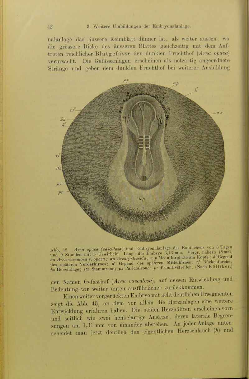 luilanlage das äussere Keimblatt dünner ist, als weiter aussen, wo die grössere Dicke des äusseren lUattes gleichzeitig mit dem Auf- treten reiclilicher Blutgefässe den dunklen Fruchtliof [Area opaca) verursacht. Die Gefässanlagen erscheinen als netzartig angeordnete Stränge und geben dem dunklen Fruchthof bei weiterer. Ausbildung Abb 42 Area opaca (vasculosa) und Embryoualanlage des Kaninchens von 8 Tage uud'g Stunden mit 5 Urwirbeln. Länge des Embryo 3,13 mm. Vergr. nahezu 18mal. ao Area vasculosa s. opaca; ap Area peliucida; mp Medullarp atte am Kopfe ; h Gegend des späteren Vorderhirne.; h Gegend des ^l^^'^^^^ .^i^}''^''^^^^^^^ Herzanlage; stz Stammzone; pz Parietalzoue; pr Pnmitivstreifen. (Jsach Kolliker.) den Namen Gefässhof [Area vasculosa), auf dessen Entwicklung und Bedeutung wir weiter unten ausführlicher zurückkommen. Einen weiter vorgerückten Embryo mit acht deutlichen Ursegmenten zeigt die Abb. 43, an dem vor allem die Herzanlagen eine weitere Entwicklung erfahren haben. Die beiden Herzhälften erscheinen vorn und seitlich wie zwei henkelartige Ansätze, deren laterale Begren- zungen um 1,31 mm von einander abstehen. An jeder Anlage unter- scheidet man jetzt deutlich den eigentlichen Herzschlauch (/?) und
