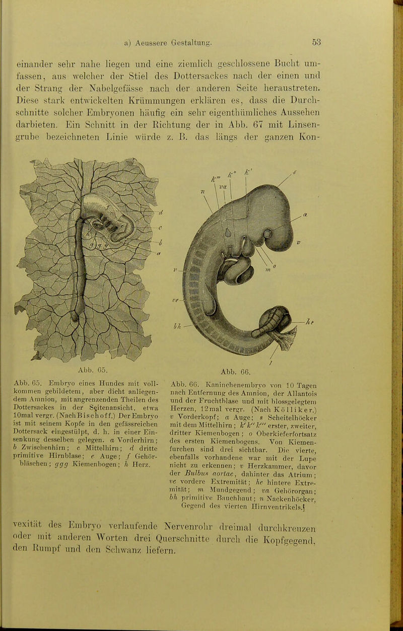 einander sehr nahe liegen und eine ziemlich geschlossene Bucht um- fassen, aus welcher der Stiel des Dottersackes nach der einen und der Strang der Nabelgefässe nach der anderen Seite heraustreten. Diese stark entwickelten Krümmungen erklären es, dass die Durcli- schnitte solcher Embryonen häufig ein sehr eigenthümliches Aussehen darbieten. Ein Schnitt in der Richtung der in Abb. 67 mit Linsen- grube bezeichneten Linie würde z. B. das längs der ganzen Kon- Abb. G5. Abb. G5. Embryo eines Hundes mit voll- kommen gebildetem, aber dicht anliegen- dem Amnion, mit angrenzenden Theilen des Dottersackes in der Seitenansicht, etwa lOmal vergr. (NachBischof f.) Der Embryo ist mit seinem Kopfe in den gefässreichen Dottersack eingestiilpt, d. h. in einer Ein- senkung desselben gelegen, a Vorderhirn ; b Zwisclienhirn; c Mittelhirn; d dritte primitive Hirnblase; e Auge; / Gehör- blilsehen ; (jgg Kiemenbogen ; h Herz. Abb. C6. Abb. GG. Knninchenembryo von 10 Tagen nach Entfernung des Amnion, der Allantois und der Fruchthlase und mit blossgelegtem Herzen, 12mal vergr. (Nach Kö 11 i k er.) V Vorderkopf; a Auge; s Scheitelhöcker mit dem Mittelhirn ; k' k k' erster, zweiter, dritter Kiemenbogen ; o Oberkieferfortsatz des ersten Kieraenbogens. Von Kiemen- furchen sind drei sichtbar. Di(> vierte, ebenfalls vorhandene war mit der Lupe nicht zu erkennen; v Herzkammer, davor der Bulhuü noriac, dahinter das Atrium; ?)e vordere Extremität; hc hintere Extre- mitftt; m Mundgeseud; va Gehörorgan; bh primitive Rauchhaut; n Nackenhöcker, Gegend des vierten Hirnventrikels.j vexität des lunbryo verlaufende Nervenrohr dreimal durchkreuzen oder mit anderen Worten drei Querschnitte durch die Kopfgegend, den Rumpf und den Schwanz liefern. ^