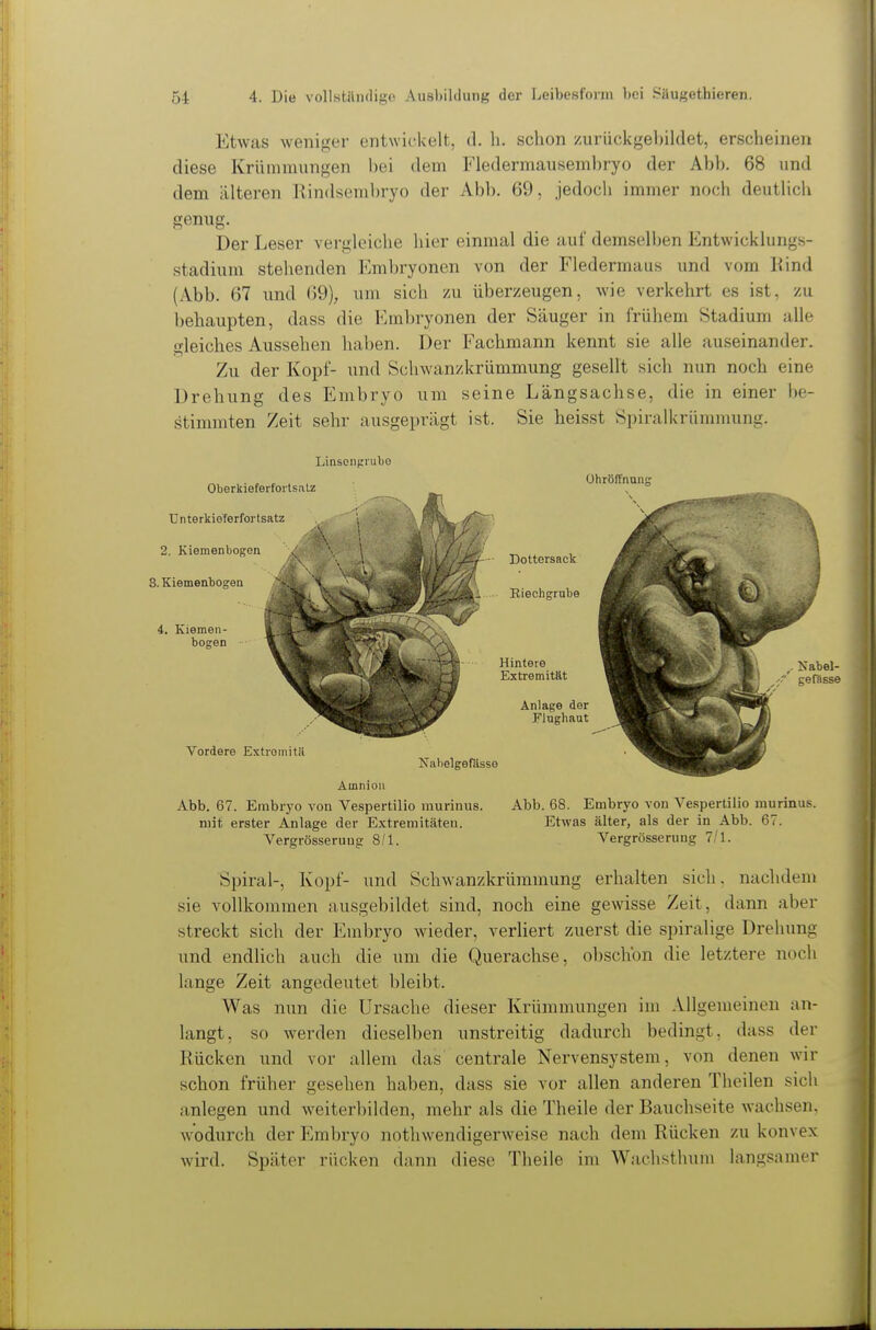 Etwas weniger entwickelt, d. h. schon zurückgebildet, erscheinen diese Krümmungen l)ei dem Fledermausembryo der Abb. 68 und dem älteren Rindsembryo der Abb. 69, jedoch immer noch deutlich genug. Der Leser vergleiche hier einmal die auf demselben Entwicklungs- stadium stehenden Embryonen von der Fledermaus und vom Kind (Abb. 67 und (59), um sich /u überzeugen, Avie verkehrt es ist, zu behaupten, dass die Embryonen der Säuger in frühem Stadium alle gleiches Aussehen haben. Der Fachmann kennt sie alle auseinander. Zu der Kopf- und Schwanzkrümmung gesellt sich nun noch eine Drehung des Embryo um seine Längsachse, die in einer be- stimmten Zeit sehr ausgeprägt ist. Sie heisst Spiralkrümmung. Linsoiigiulio 3. Amnion Abb. 67. Embryo von Vespertilio niurinus. Abb. 68. Embryo von Vespertilio murinus. mit erster Anlage der Extremitäten. Etwas älter, als der in Abb. 67. Vergrösseruug 8/1. Vergrösseruug 7/1. Spiral-, Kopf- und Schwanzkrüramung erhalten sich, nachdem sie vollkommen ausgebildet sind, noch eine gewisse Zeit, dann aber streckt sich der Embryo wieder, verliert zuerst die spiralige Drehung und endlich auch die um die Querachse, obschbn die letztere noch lange Zeit angedeutet bleibt. Was nun die Ursache dieser Krümmungen im Allgemeinen an- langt, so werden dieselben unstreitig dadurch bedingt, dass der Rücken und vor allem das centrale Nervensystem, von denen wir schon früher gesehen haben, dass sie vor allen anderen Theilen sich anlegen und weiterl)ilden, mehr als die Theile der Bauchseite wachsen, wodurch der Embryo nothwendigerweise nach dem Rücken zu konvex wird. Später rücken dann diese Theile im Wachsthum langsamer