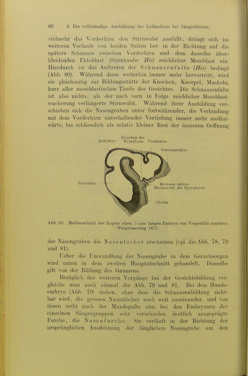vielinehr das Vorderhirn den Stirnwulst ausfüllt, drängt sich im weiteren Verlaufe von beiden Seiten her in der Richtung auf die spätere Schnauze zwischen Vorderhirn und dem dasselbe über- kleidenden Ektoblast (Stirnhau])e His) reichlicher Mesohlast ein. Hierdurch ist das Auftreten der Schnauzen falte {His) bedingt (Abb. 80). Während diese weiterhin immer mehr hervortritt, wird sie gleichzeitig zur Bildungsstätte der Knochen, Knorpel, Muskeln, kurz aller mesoblastischen Theile des Gesichtes. Die Schnauzenfalte ist also nichts, als der nach vorn in Folge reichlicher Mesoblast- wucherung verlängerte Stirnwulst. Während ihrer Ausbildung ver- schieben sich die Nasengruben unter fortwährender, die Verbindung mit dem Vorderhirn unterhaltender Vertiefung immer mehr medial- wärts, bis schliesslich als relativ kleiner Rest der äusseren Oeff'nung Hirntheil der Miltplhirn Hypophysis Vorderhirn Hinterhirii Abb. 80. Mediaiischnitt des Kopfes eines 5 iiiui liingeu Embryo von Vespertilio murinus. Vergrösserung 16;'1. der Nasengruben die Nasenh'icher erscheinen (vgl. die Abb. 78, 79 und 81). lieber die Umwandlung der Nasengrube zu dem Geruchsorgan wird unten in dem zweiten Hauptabschnitt gehandelt. Dasselbe gilt von der Bildung des Gaumens. Bezüglich der weiteren Vorgänge bei der Gesichtsbildung ver- gleiche man noch einmal die Abb. 79 und 81. Bei dem Hunde- embryo (Abb. 79) stehen, ohne dass die Schnauzenbildung sicht- bar wird, die grossen Nasenlöcher noch weit auseinander, und von ihnen zieht nach der Mundspalte eine bei den Embryonen der einzelnen Säugergruppen selir verschieden deutlich ausgeprägte Furche, die Nasen für che. Sie verläuft in der Richtung der ursprünglichen Ausdehnung der länglichen Nasengrubc um den