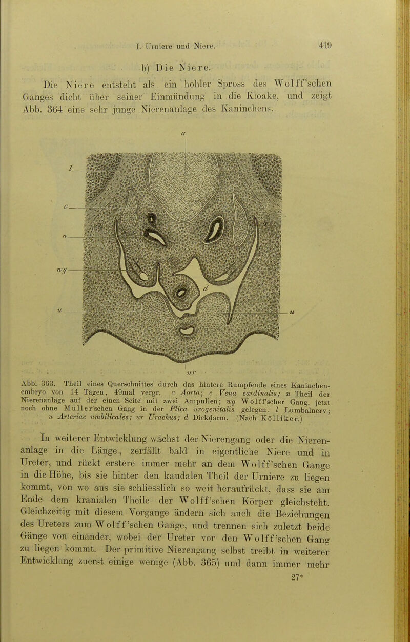 h) Die Niere. Die Niere entstellt als ein hohler Spross des Wol ff'sehen Ganges dicht über seiner Einmündung in die Kloake, und zeigt Abb. 364 eine sehr junge Nierenanlage des Kaninchens. a \ ur Abb. 363. Theil eines Querschnittes durch das hintere Rümpfende eines Kaniachen- embryo von 14 Tagen, 49mal vergr. a Aorta] c Vena cardinalis; n Theil der Nierehanlage auf der einen Seite mit zwei Ampullen; wg Wolff'scher Gang, jetzt noch ohne Müller'schen Gang in der Plica iirogcnitalis gelegen; l Lumba'lnerv; n Arteriae nmbilicales; ur Urachus; d Dickdarm. (Nach Kölliker.) In weiterer Entwicklung Avächst der Nierengang oder die Nieren- anlage in die Lcänge, zerfällt bald in eigentliche Niere und in Ureter, und rückt erstere immer mehr an dem Wolff'sehen Gange in die Höhe, bis sie hinter den kaudalen Theil der Urniere zu liegen kommt, von wo aus sie schliesslich so Aveit heraufrückt, dass sie am Ende dem kranialen Theile der Wolff'sehen Körper gleichsteht. Gleichzeitig mit diesem Vorgange ändern sich auch die Beziehungen des Ureters zum Wolff'sehen Gange, imd trennen sich zuletzt beide Gänge von einander, wobei der Ureter vor den Wolff'sehen Gang zu liegen kommt. Der primitive Nierengang selbst treibt in weiterer Entwicklung zuerst einige wenige (Abb. 365) und dann immer mehr 27*