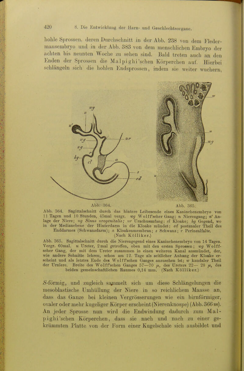 Ilohle Sprossen, deren Durchschnitt in der Abb. 238 von dem Fleder- mausembryo und in der Abb. 383 von dem menschliclien Embryo der achten bis neunten Woche /u sehen sind. Bald treten auch an den Enden der Sprossen die Malpighi'sehen Körperchen auf. Hierbei schlängeln sich die hohlen Endsprossen, indem sie weiter wuchern, Abb. 364. Abb. 365. Abb. 364. Sagittalschnitt durch das hintere Leibesende eines Kaninchenembryo von 11 Tagen und 10 Stunden, 45rnal vergr. wg Wolff'scher Gang; Ji Nierengang; n'An- lage der Niere; ug Sinus urogenitalis; ur Urachusanfang; cl Kloake; hg Gegend, wo in der Medianebene der Hinterdarui in die Kloake mündet; ed postanaler Theil des Enddarmes (Schwanzdarm); a Kloakenmembran; s Schwanz; r Perinealfalte. (Nach Kölliker.) Abb. 365. Sagittalschnitt durch die Nierengegend eines Kaninchenembryo von 14 Tagen. Vergr. 60mal. u Ureter, 2mal getroffen, oben mit den ersten Sprossen; wg Wolff- scher Gang, der mit dem Ureter zusammen in einen weiteren Kanal ausmündet, der, wie andere Schnitte lehren, schon am 12. Tage als seitlicher Anhang der Kloalre er- scheint und als letztes Ende des Wo 1 ff sehen Ganges anzusehen ist; w kaudaler Theil der Urniere. Breite des Wolff'schen Ganges 57—70 des Ureters 22— 28 /a, des beiden gemeinschaftlichen Eaumes 0,14 mm. (Nach Kölliker.) >S'-förmig, und zugleich sajnmelt sich um diese Schlängelungen die mesoblastische Umhüllung der Niere in so reichlichem Maasse an, dass das Ganze bei kleinen Vergrösserungen wie ein birnförmiger, ovaler oder mehr kugeliger Körper erscheint (Nierenknospe) (Abb. 366?«). An jeder Sprosse nun wird die Endwindung dadurch zum Mal- pighi'sehen Körperchen, dass sie nach und nach zu einer ge- krümmten Platte von der Form einer Kugelschale sich ausbildet und