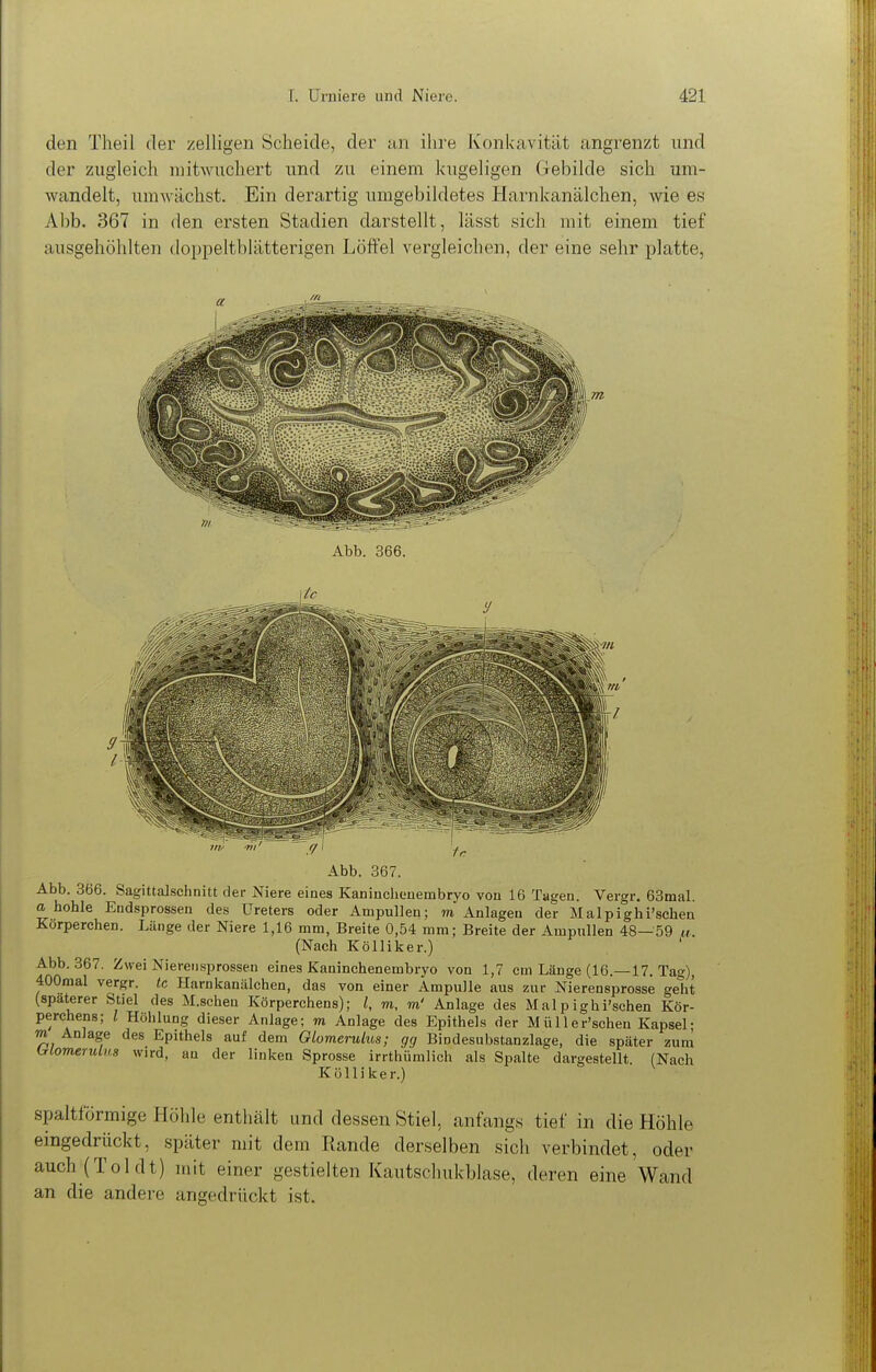 den Theil der zelligen Scheide, der un ihre Konkavität angrenzt und der zugleich niitwuchert und zu einem kugeligen Gebilde sich um- wandelt, umwächst. Ein derartig umgebildetes Harnkanälchen, wie es Al)b. 367 in den ersten Stadien darstellt, lässt sich mit einem tief ausgehöhlten doppeltblätterigen Löffel vergleichen, der eine sehr platte, Abb. 366. Abb. 367. Abb. 366. Sagittalschnitt der Niere eines Kaninclienembryo von 16 Tagen. Vergr. 63mal. a hohle Eudsprossen des Ureters oder Ampullen; m Anlagen der Malpighi'schen Korperchen. Länge der Niere 1,16 mm, Breite 0,54 mm; Breite der Ampullen 48—59 w. (Nach Kölliker.) Abb. 367. Zwei Nierensprossen eines Kaninchenembryo von 1,7 cm Länge (16.—17. Tag), 400mal vergr. tc Harnkanälchen, das von einer Ampulle aus zur Nierensprosse geht (spaterer Stiel des M.schen Körperchens); l, m, m' Anlage des Malpighi'schen Kör- perchens; l Höhlung dieser Anlage; m Anlage des Epithels der Müller'schen Kapsel- m Anlage des Epithels auf dem Glomerulus; gg Bindesubstanzlage, die später zum hrlomerulus wird, an der linken Sprosse irrthümlich als Spalte dargestellt (Nach Kölliker.) spaltförmige Höhle enthält und dessen Stiel, anfangs tief in die Höhle eingedrückt, später mit dem Rande derselben sich verbindet, oder auch (Toi dt) mit einer gestielten Kautschukblase, deren eine Wand an die andere angedrückt ist.