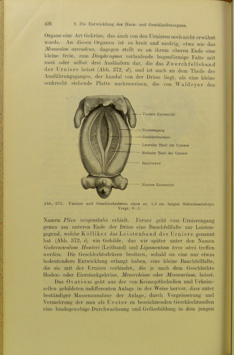 Organe eine Art Gekröse, das auch von den Umieren noch nicht erwähnt wurde. An- diesen Organen ist es breit und niedrig, etwa wie das Mesocoloti ascendens, dagegen stellt es an ihrem oberen Ende eine kleine freie, zum Diaphragma verlaufende bogenförmige Kalte mit zwei oder selbst drei Ausläufern dar, die das Zwerchfellsband der Urniere heisst (Abb. 372, d), und ist auch an dem Theile des Ausführungsganges, der kaudal von der Drüse liegt, als eine kleine senkrecht stehende Platte nachzuweisen, die von Waldeyer den Vordere Extremität ürnierengang Gesclüechtsleiste Lateraler Theil der Urniere Medialer Theil der Urniere Bauchwand Hintere Extremität Abb. 373. Urniere und GesehlechtsJeiste eines ca. 1,5 cm langen Schweinsembryo. Vergr. 6:1. Namen PUca nrogenitalis erhielt. Ferner geht vom Urnierengang genau ain unteren Ende der Drüse eine Banchfellfalte zur Leisten- gegend, welche IvoIliker das Leistenband der Urniere genamit hat (Abb. 372, i), ein Gebilde, das wir später unter den Namen Guhernactdmn Himteri (Leitband) und Ligamentum teres uteri treffen werden. Die Geschlechtsdrüsen besitzen, sobald sie eine nur etwas bedeutendere Entwicklung erlangt haben, eine kleine Bauchfellfalte, die sie mit der Urniere verbindet, die je nach dem Geschlechte Hoden- oder Eierstockgekröse, Mesorchium oder Mesovarium, heisst. Das Ovarium geht aus der von Keimepithelzellen und LTrkeim- zellen gebildeten indifferenten Anlage in der Weise hervor, dass unter beständiger Massenzunahme der Anlage, durch Vergrösserung und Vermehrung der nun als Ur ei er zu bezeichnenden Geschlechtszellen eine bindegewebige Durchwachsung und Gefässbildung in dem jungen