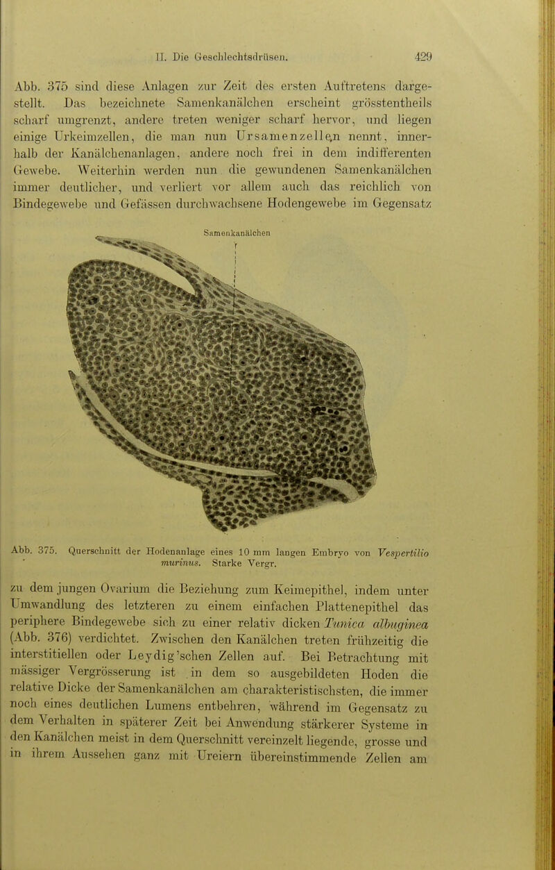 Abb. 375 sind diese Anlagen zur Zeit des ersten Auftretens darge- stellt. Das bezeichnete Samenkanälchen erscheint grösstentheils scharf umgrenzt, andere treten weniger scharf hervor, und liegen einige Urkeimzellen, die man nun Ursamenzelle,n nennt, inner- halb der Kanälchenanlagen, andere noch frei in dem indifferenten Gewebe. Weiterhin werden nun die gewundenen Samenkanälchen immer deutlicher, und verliert vor allem auch das reichlich von Bindegewebe und Gefässen durchwachsene Hodengewebe im Gegensatz Abb. 375. Querschnitt der Hodenanlage eines 10 mm langen Embryo von Vespertilio murinus. Starke Vergr. ZU dem jungen Ovarium die Beziehung zum Keimepithel, indem unter Umwandlung des letzteren zu einem einfachen Plattenepithel das periphere Bindegewebe sich zu einer relativ dicken Timica albiiginea (Abb. 376) verdichtet. Zwischen den Kanälchen treten frühzeitig die interstitiellen oder Leydig'sehen Zellen auf. Bei Betrachtung mit mässiger Vergrösserung ist .in dem so ausgebildeten Hoden die relative Dicke der Samenkanälchen am charakteristischsten, die immer noch eines deutlichen Lumens entbehren, während im Gegensatz zu dem Verhalten in späterer Zeit bei Anwendung stärkerer Systeme in den Kanälchen meist in dem Querschnitt vereinzelt liegende, grosse und in ihrem Aussehen ganz mit üreiern übereinstimmende Zellen am