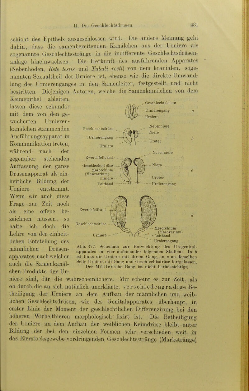 Geschlechtsdrüse Urnierengang Urniere Zwerchfellband --. Geschlechtsdrüse — Mesorchium (Mesovarium) Urniere - Leitband - Schicht des Epithels ausgeschlossen Avird. Die andere Meinung geht dahin, dass die samenbereitenden Kanälchen aus der Urniere als sogenannte Geschlechtsstränge in die indifferente (ieschlechtsdrüsen- anlage hineinwachsen. Die Herkunft des ausführenden Apparates (Nebenhoden, Bete testis und Tnhuli recti) von dem kranialen, soge- nannten Sexualtheil der Urniere ist, ebenso wie die direkte Umwand- lung des Urnierenganges in den Samenleiter, festgestellt und nicht bestritten. Diejenigen Autoren, welche die Samenkanälchen von dem Keimepithel ableiten, lassen diese sekundär mit dem von den ge- wucherten Urnieren- kanälchen stammenden Ausführungsapparat in Kommunikation treten, während • nach der gegenüber stehenden Auffassung der ganze Drüsenapparat als ein- heitliche Bildung der Urniere entstammt. Wenn wir auch diese Frage zur Zeit noch als eine offene be- zeichnen müssen, so halte ich doch die Lehre von der einheit- lichen Entstehung des männlichen Drüsen- apparates, nach welcher auch die Samenkanäl- . Geschlechtsleiste Urnierengang Urniere Nebenniere .- Niere Ureter Nehenniere ■ Niere -• Ureter Urnierengang Zwerchfellband Geschlechtsdrüse Urniere Mosorchium (Mesovarium) - Leitband w Urnierengang Abb. 377. Schemata zur Entwicklung des Urogenital- apparates in vier aufeinander folgenden Stadien. In b ist links die Urniere mit ilirem Gang, in c an derselben Seite Urniere mit Gang und Geschlechtsdrüse fortgelassen. Der Müller'sche Gang ist nicht berücksichtigt. chen Produkte. der Ur- niere sind, für die wahrscheinlichere. Mir scheint es zur Zeit, als ob durch die an sich natürlich unerklärte, verschiedengradige Be- theiligung der Urniere an dem Aufbau der männlichen und weib- lichen Geschlechtsdrüsen, wie des Genitalapparates überhaupt, in erster Linie der Moment der geschlechtlichen Differenzirung bei den höheren Wirbelthieren morphologisch ffxirt ist. Die Betheiligung der Urniere an dem Aufbau der weiblichen Keimdrüse bleibt unter Bildung der bei den einzelnen Formen sehr verschieden weit in das Eierstocksgewebe vordringenden Geschlechtsstränge (MIarkstränge)