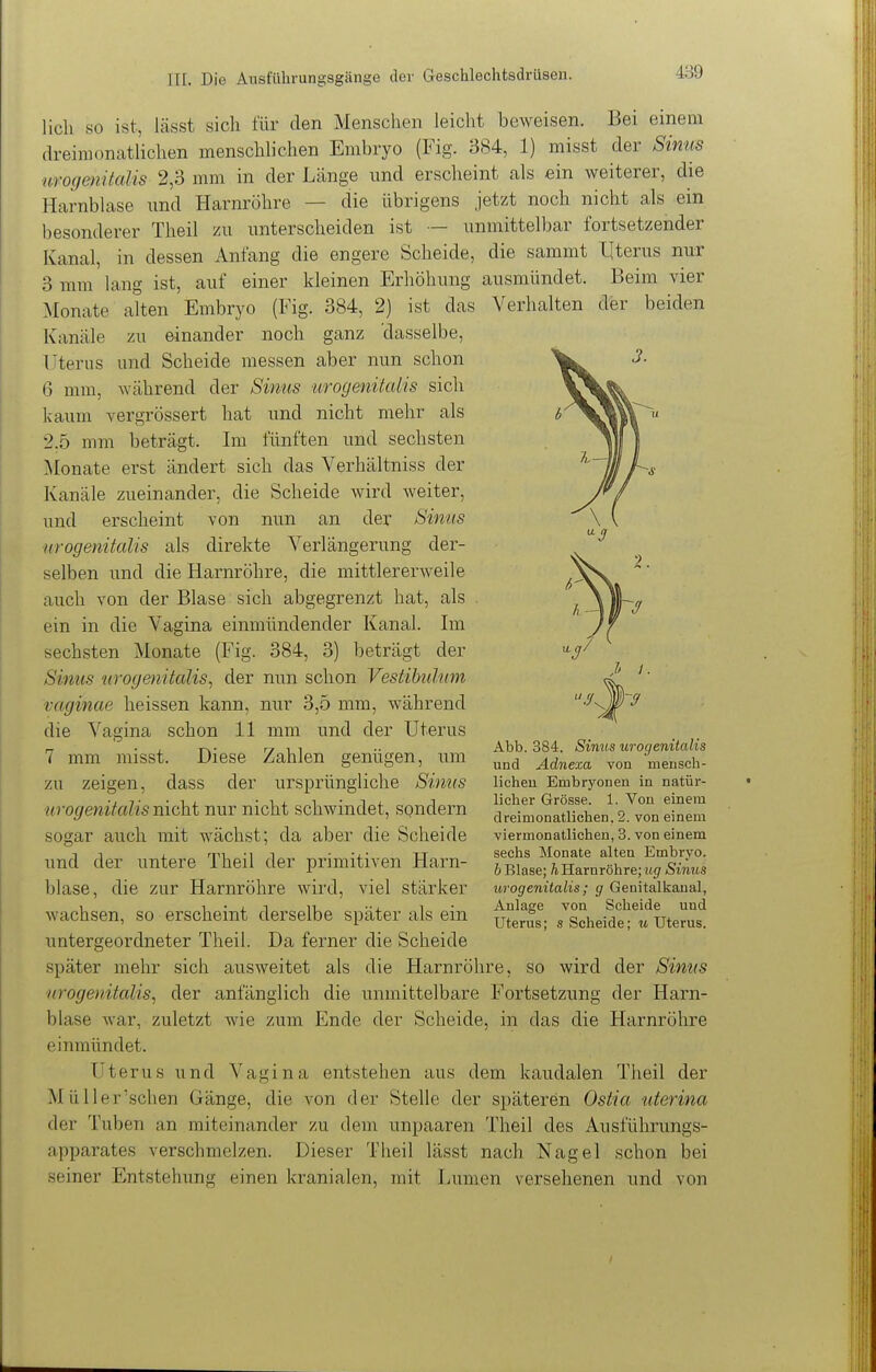 lieh so ist, lässt sich für den Menschen leicht beweisen. Bei einem dreimonatlichen menschlichen Embryo (Fig. 384, 1) misst der Simis urogenitalis 2,3 mm in der Länge und erscheint als ein weiterer, die Harnblase und Harnröhre — die übrigens jetzt noch nicht als ein besonderer Theil zu unterscheiden ist — unmittelbar fortsetzender Kanal, in dessen Anfang die engere Scheide, die sammt llterus nur 3 mm lang ist, auf einer kleinen Erhöhung ausmündet. Beim vier Monate alten Euibryo (Fig. 384, 2) ist das Verhalten der beiden Kanäle zu einander noch ganz 'dasselbe, rterus und Scheide messen aber nun schon 6 mm, während der Sinus urogenitalis sich kaum vergrössert hat und nicht mehr als 2.5 mm beträgt. Im fünften und sechsten ^[onate erst ändert sich das Verhältniss der Kanäle zueinander, die Scheide wird weiter, und erscheint von nun an der Sinus urogenitalis als direkte Verlängerung der- selben und die Harnröhre, die mittlererAveile auch von der Blase sich abgegrenzt hat, als ein in die Vagina einmündender Kanal. Im sechsten Monate (Fig. 384, 3) beträgt der Sinus wogenitalis, der nun schon Vestibuhim vaginae heissen kann, nur 3,5 mm, während die Vagina schon 11 mm und der Uterus 7 mm misst. Diese Zahlen genügen, um zu zeigen, dass der ursprüngliche Sinus urogenitalis mcki nur nicht schwindet, sondern sogar auch mit wächst; da aber die Scheide und der untere Theil der primitiven Harn- blase, die zur Harnröhre wird, viel stärker wachsen, so erscheint derselbe später als ein untergeordneter Theil. Da ferner die Scheide später mehr sich ausweitet als die Harnröhre, so wird der Sinus urogenitalis^ der anfänglich die unmittelbare Fortsetzung der Harn- blase war, zuletzt wie zum Ende der Scheide, in das die Harnröhre einmündet. Uterus und Vagina entstehen aus dem kaudalen Theil der MüHerrschen Gänge, die von der Stelle der späteren Ostia uterina der Tuben an miteinander zu dem unpaaren Theil des Ausführungs- apparates verschmelzen. Dieser Theil lässt nach Nagel schon bei seiner Entstehung einen kranialen, mit Lumen versehenen und von Abb. 384. Sinus urogenitalis und Adnexa von mensch- lichen Embryonen in natür- licher Grösse. 1. Von einem dreimonatlichen. 2. von einem viermonatlichen, 3. von einem sechs Monate alten Embryo, b Blase; A Harnröhre; ttgr Sinus urogenitalis; g Genitalkaual, Anlage von Scheide und Uterus; s Scheide; u Uterus.