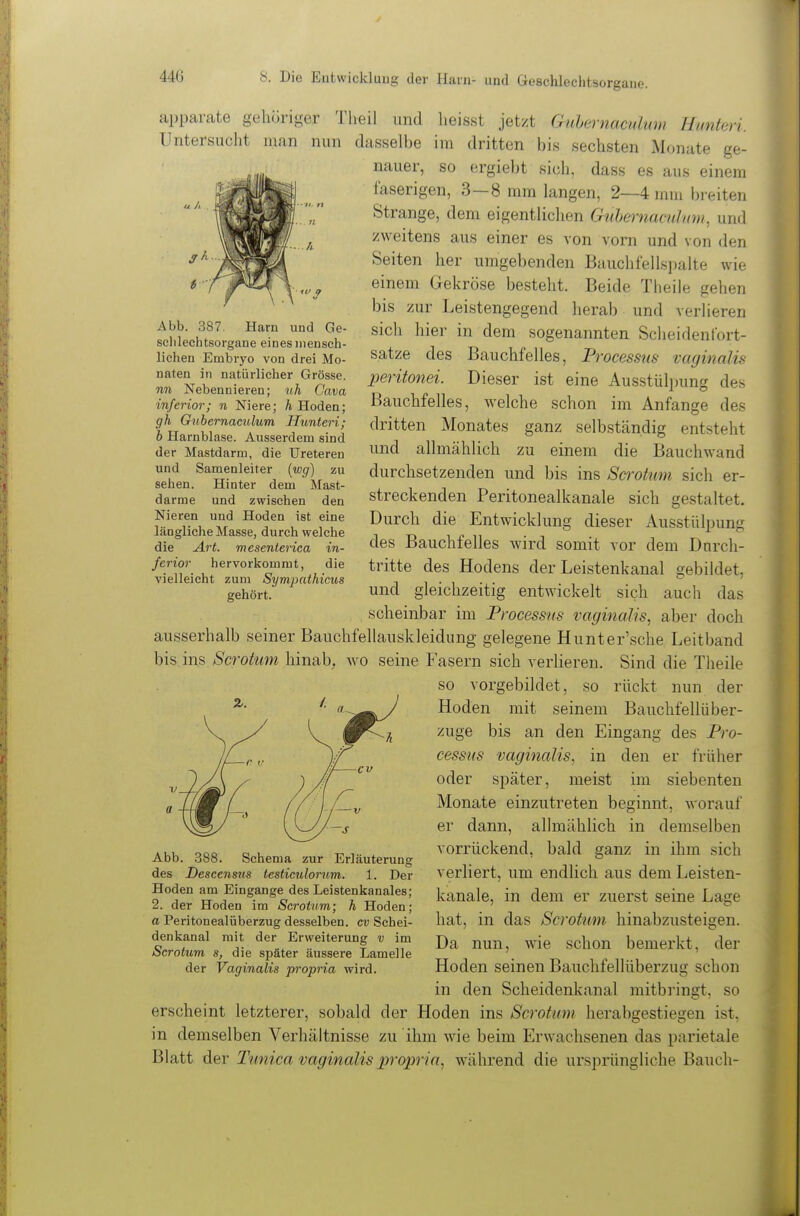 apparate gehöriger Theil und heisst jetzt Guhernaculum Hmiteri. Untersucht man nun dasselbe im dritten bis sechsten Monate ge- nauer, so ergiebt sich, dass es aus einem faserigen, 3—8 mm langen, 2—4 mm breiten Strange, dem eigentlichen Guljernacnlnm, und zweitens aus einer es von vorn und von den Seiten her umgebenden Bauchlellspalte wie einem Gekröse besteht. Beide Theile gehen bis zur Leistengegend herab und verlieren sich hier in dem sogenannten Scheidentbrt- satze des Bauchfelles, Processus vaginalis peritonei. Dieser ist eine Ausstülpung des Bauchfelles, welche schon im Anfange des dritten Monates ganz selbständig entsteht und allmählich zu einem die Bauchwand durchsetzenden und bis ins Scrotimi sich er- streckenden Peritonealkanale sich gestaltet. Durch die Entwicklung dieser Ausstülpung des Bauchfelles wird somit vor dem Durch- tritte des Hodens der Leistenkanal gebildet, und gleichzeitig entwickelt sich auch das scheinbar im Processus vaginalis, aber doch ausserhalb seiner Bauchfellauskleidung gelegene Hunter'sche Leitband bis ins Scrotum hinab, wo seine Fasern sich verlieren. Sind die Theile so vorgebildet, so rückt nun der Hoden mit seinem Bauchfellüber- zuge bis an den Eingang des Pro- cessiis vaginalis, in den er früher oder später, meist im siebenten Monate einzutreten beginnt, worauf er dann, allmählich in demselben Abb. 387. Harn und Ge- schlechtsorgane eines mensch- lichen Embryo von drei Mo- naten in natürlicher Grösse. nn Nebennieren; ith Cava inferior; n Niere; A Hoden; gh Gtibemaculum Hunteri; b Harnblase. Ausserdem sind der Mastdarm, die Ureteren und Samenleiter [wg) zu sehen. Hinter dem Mast- darme und zwischen den Nieren und Hoden ist eine längliche Masse, durch welche die Art. mesenterica in- ferior hervorkommt, die vielleicht zum Sympnthicus gehört. vorrückend, bald ganz in ihm sich verliert, um endlich aus dem Leisten- kanale, in dem er zuerst seine Lage hat, in das Scrotum hinabzusteigen. Da nun, wie schon bemerkt, der Hoden seinen Bauchfellüberzug schon in den Scheidenkanal mitbringt, so erscheint letzterer, sobald der Hoden ins Scrotum herabgestiegen ist, in demselben Verhältnisse zu ihm wie beim Erwachsenen das parietale Blatt der Timica vaginalis proprin, während die urspriingliche Bauch- Abb. 388. Schema zur Erläuterung des Descenms testiculorum. 1. Der Hoden am Eingange des Leistenkanales; 2. der Hoden im Scrotum; h Hoden; a Peritonealüberzug desselben, cv Schei- denkanal mit der Erweiterung v im Scrotum s, die später äussere Lamelle der Vaginalis propria wird.