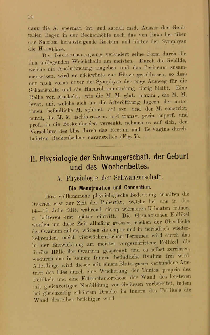 dann die A. spermat. int. und sacral. med. Ausser den Geni- talien liegen in der Beckenliöhle noch das von links her über das Sacrum heraltsteigende Rectum und hinter der Symphyse die Harnblase. Der Becken aus gang verändert seine Form durch die ihm anliegenden Weichtheile am meisten. Durch die Gebilde, welche die Analmündung umgeben und das Perineum zusam- mensetzen, wird er rückwärts zur Gänze geschlossen, so dass nur nach vorne unter der Symphyse der enge Ausweg für die Schamspalte und die Harnröhrenmündung übrig bleibt. Eine Reihe von Muskeln, wie die M. M. glut. maxim., die M. M. levat. ani, welche sich um die Afteröffnung lagern, der unter ihnen befindliche M. sphinct. ani ext. und der M. constrict. cunni, die M. M. ischio-cavern. und transv. perin. superf. und prof./in die Beckenfascien versenkt, nehmen es auf sich, den Verschluss des blos durch das Rectum und die Vagina durch- bohrten Beckenbodens darzustellen (Fig. 7j. II. Physiologie der Schwangerschaft, der Geburt und des Wochenbettes. A. Physiologie der Schwangerschaft. Die Mensjruation und Conception. Ihre vollkommene physiologische Bedeutung erhalten die Ovarien erst zur Zeit der Pubertät, welche bei uns in das ^4 15. Jahr fällt, während sie in wärmeren Klimaten trühei, in kälteren erst später eintritt. Die Graaf sehen Follikel werden um diese Zeit allmälig grösser, rücken der Oberfläche des Ovarium näher, wölben sie empor und m periodisch wieder- kehrenden, meist vierwöchentlichen Terminen wird durch das in der Entwicklung am meisten vorgeschrittene Follikel die fibröse Hülle des Ovarium gesprengt und es selbst zerrissen, wodurch das in seinem Innern befindliche Ovulum frei wird. Allerdings wird dieser mit einem Blutergusse verbundene Aus- tritt des Eies durch eine Wucherung der Tunica propna des Follikels und eine Fettmetamorphose der Wand des letzteren mit gleichzeitiger Neubildung von Gelassen vorbereitet, indem bei gleichzeitig erhöhtem Drucke im Innern des Follikels die Wand desselben brüchiger wird.