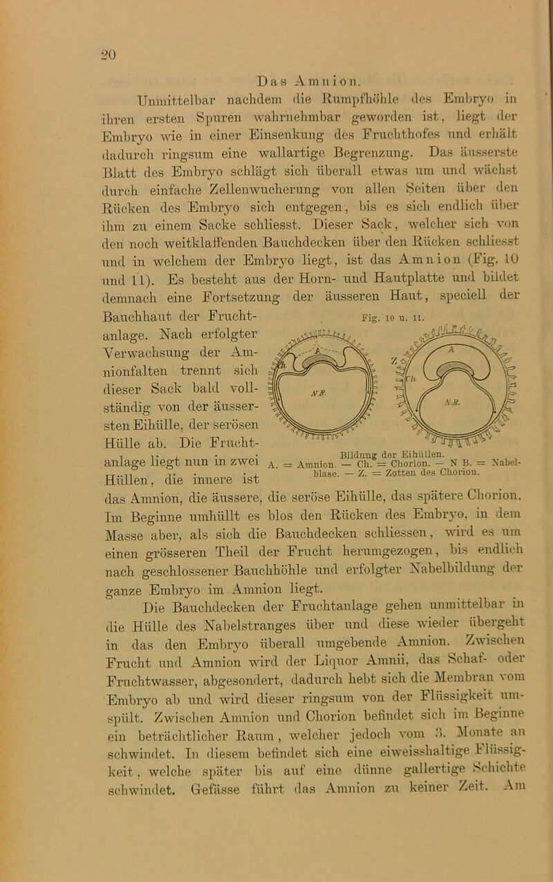 Das Amnion. Unmittelbar nachdem die Rumpf höhle des Embryo in ihren ersten Spuren wahrnehmbar geworden ist, liegt der Embryo wie in einer Einsenkung des Fruchthofes und erhält dadurch ringsum eine wallartige Begrenzung. Das äusserste Blatt des Embryo schlägt sich überall etwas um und wächst durch einfache Zellenwucherung von allen Seiten über den Rücken des Embryo sich entgegen, bis es sich endlich über ihm zu einem Sacke schliesst. Dieser Sack, welcher sich von den noch weitklaffenden Bauchdecken über den Rücken schliesst und in welchem der Embryo liegt, ist das Amnion (Fig. 10 und 11). Es besteht aus der Horn- und Hautplatte und bildet demnach eine Fortsetzung der äusseren Haut, speciell der Fig. io u. ll. Bauchhaut der Frucht- anlage. Nach erfolgter Verwachsung der Am- nionfalten trennt sich dieser Sack bald voll- ständig von der äusser- sten Eihülle, der serösen Hülle ab. Die Frucht- ti ■ • Bildung der Eihüllen. anlage liegt nun in zwei A_ _ Anmion. — Cli. = Chorion. - N . ■ , blase. — Z. = Zotten des Clionuu. Hullen, die innere ist das Amnion, die äussere, die seröse Eihülle, das spätere Chorion. Im Beginne umhüllt es blos den Rücken des Embryo, in dem Masse aber, als sich die Bauchdecken schliessen, wird es um einen grösseren Theil der Frucht herumgezogen, bis endlich nach geschlossener Bauchhöhle und erfolgter Nabelbildung der ganze Embryo im Amnion liegt. Die Bauchdecken der Fruchtanlage gehen unmittelbar in B. = Nabel- die Hülle des Nabelstranges über und diese wieder übergeht in das den Embryo überall umgebende Amnion. Zw ischen Frucht und Amnion wird der Liquor Amnii, das Schaf- odei Fruchtwasser, abgesondert, dadurch hebt sich die Membran ' om Embryo ab und wird dieser ringsum von der Flüssigkeit um- spiilt. Zwischen Amnion und Chorion befindet sich im Beginne ein beträchtlicher Raum , welcher jedoch vom .’>. Monate an schwindet. In diesem befindet sich eine eiweisshaltige 1 Rissig- keit. , welche später bis auf eine dünne gallertige Schichte schwindet. Gfefässe führt das Amnion zu keiner Zeit. Am