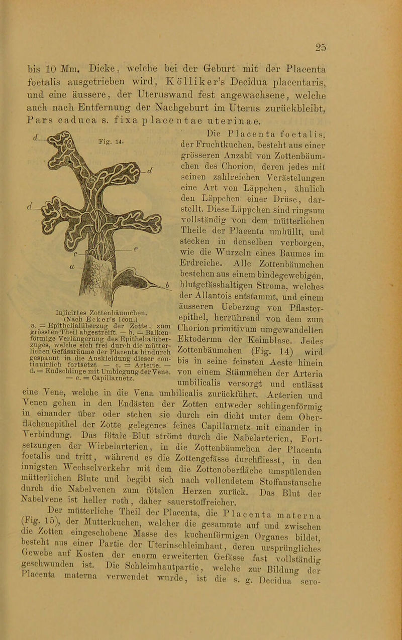 bis 10 Mm. Dicke, welche bei der Geburt mit der Placenta foetalis ausgetrieben wird, K ölliker’s Decidua placentaris, und eine äussere, der Uteruswand fest angewachsene, welche auch nach Entfernung der Nachgeburt im Uterus zurückbleibt, Pars caduca s. fixa placentae uterinae. Fig. 14. Injicirtes Zotten bäum cl:en. (Nach Eck er’s Icon.) a. = EpitheJialüberzng der Zotte, zum grössten Theil abgestreift. — b. = Balken- förmige Verlängerung des Epithelial iiber- zuges, -welche sich frei durch die mutter- r, ,, , .. , liehen Gefässräume der Placenta hindurch ^Ottenbaumchen (Flg. 14) gespannt in die Auskleidung dieser con- ’ • tinuirlich fortsetzt — c. = Arterie. - d. = Endschlinge mit Umbieguug der Vene. — e. = Capillarnetz. Die Placenta foetalis, der Fruchtkuchen, besteht ans einer grösseren Anzahl von Zottenbäum- chen des Chorion, deren jedes mit seinen zahlreichen Yerästelungen eine Art von Läppchen, ähnlich den Läppchen einer Drüse, dar- stellt. Diese Läppchen sind ringsum vollständig von dem mütterlichen Theile der Placenta umhüllt, und stecken in denselben verborgen, wie die Wurzeln eines Baumes im Erdreiche. Alle Zottenbäumchen bestehen aus einem bindegewebigen, blutgefässhaltigen Stroma, welches der Allantois entstammt, und einem äusseren Ueberzug von Pflaster- epithel, herrührend von dem zum Chorion primitivum umgetvandelten Ektoderma der Keimblase. Jedes . „ wird bis in seine feinsten Aeste hinein von einem Stämmchen der Arteria umbilicalis versorgt und entlässt eine Vene, welche in die Lena umbilicalis zurückführt. Arterien und Yenen gehen in den Endästen der Zotten entweder schlingenförmig m einander über oder stehen sie durch ein dicht unter dem Obei^ flächenepithel der Zotte gelegenes feines Capillarnetz mit einander in Verbindung. Das fötale Blut strömt durch die Nabelarterien, Fort- setzungen der Wirbelarterien, in die Zottenbäumchen der Placenta foetalis und tritt, während es die Zottengefässe durchfliesst, in den innigsten Wechselverkehr mit dem die Zottenoberfläche umspülenden mütterlichen Blute und begibt sich nach vollendetem Stoffaustausche durch die Nabelvenen zum fötalen Herzen zurück. Das Blut der Nabelvene ist heller roth , daher sauerstoffreicher. Der mütterliche Theil der Placenta, die Placenta materna r C 6r Mutterkuchen, welcher die gesammte auf und zwischen die Zotten eingeschobene Masse des kuchenförmigen Organes bildet lesteht aus einer Partie der Uterinschleimhaut, deren ursprüngliches Gewebe auf Kosten der enorm erweiterten Gefässe fast vollständig geschwunden ist. Die Schleimhautpartie, welche zur Bildung de? I'lacenta materna verwendet wurde, ist die s- g. Decidua sero-