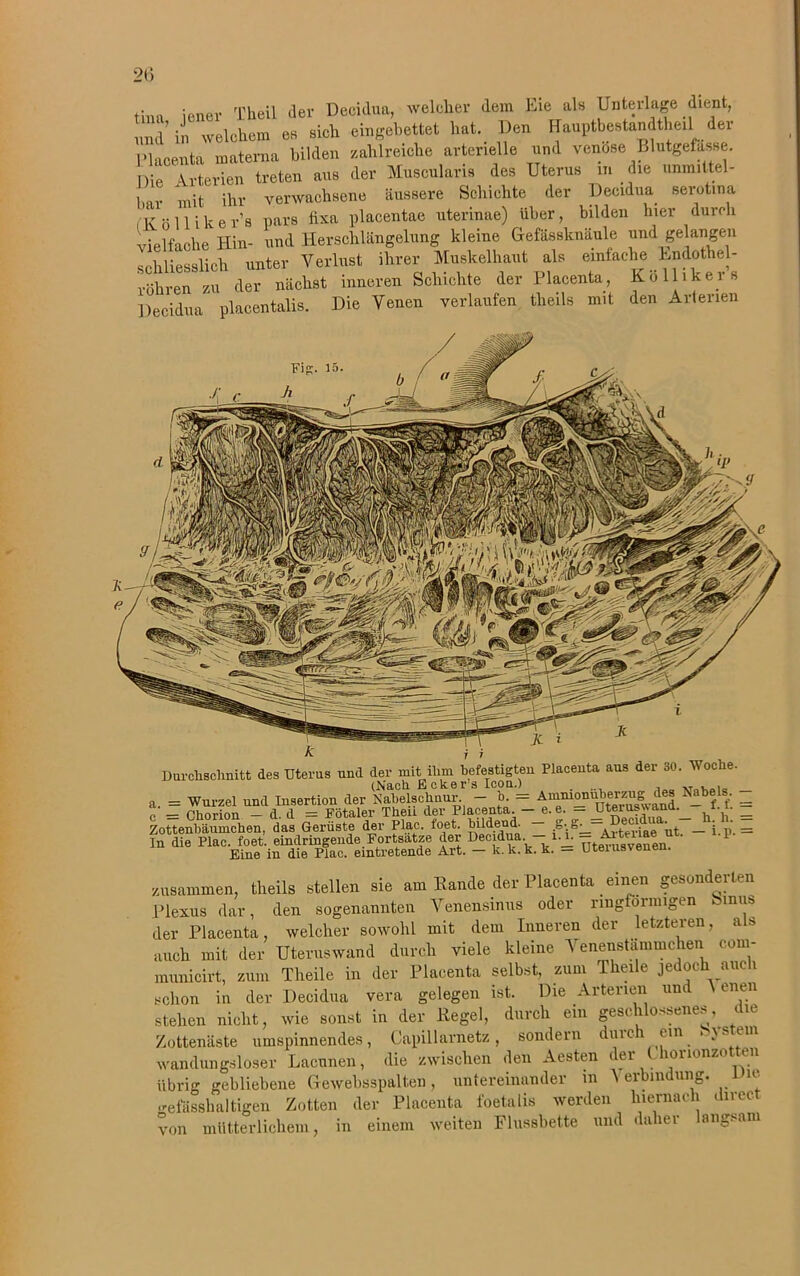 2li tina jener Thal der Decidua, welcher dem Eie als Unterlage dient, und in welchem e» sieh eingebettet hat. Den Hanptbestandtheil der ■ h oent» inntema bilden zahlreiche arterielle und venöse Blutgefässe. Die Arterien treten ans der Muscularis des Uterus ... die unm.ltel- , u [\lv verwachsene äussere Schichte der Decidua. serotma (IvölHker’s pars fixa placentae uterinae) über, bilden hier durch vielfache Hin- und Herschlängelung kleine Gefässknäule und gelangen schliesslich unter Verlust ihrer Muskelhaut als einfache Endothel- vöhren zu der nächst inneren Schichte der Placenta, Kollikers Decidua placentalis. Die Venen verlaufen theils mit den Arterien Woche. Durchschnitt des Uterus und der mit ihm befestigten Placenta aus der 30. = Wurzel und Insertion der Nabelschnur - b = Ammonuberzug des Nabels, - : = Chorion - d. d = Fötaler Thea der Placenta. - e. e. - ^teruswanu.^ a • _ lottenbäumchen, das Gerüste der Plac. foet. bildend. ■ ut _ i p. = n die Plac. foet. eindringende Fortsatze der Decidua. -l.a - “ ' 1 Eine in die Plac. eintretende Art. — k.k.k. k. — Uteiusvenen. Fig. 15. zusammen, theils stellen sie am Bande der Placenta einen gesonderten Plexus dar, den sogenannten Venensinns oder ringförmigen Sinns der Placenta, welcher sowohl mit dem Inneren der letzteren, a s auch mit der Uteruswand durch viele kleine Venenstammchen com- municirt, zum Theile in der Placenta selbst, zum Pheile jedoch auch schon in der Decidua vera gelegen ist. Die Arterien um enen stehen nicht, wie sonst in der Hegel, durch ein geschlossenes die Zottenäste umspinnendes, Capillarnetz, sondern dmc ein . \s em wandungsloser Lacnnen, die zwischen den Aesten der- Chorionzotten übrig gebliebene Gewebsspalten, untereinander m Verbindung. -L u. gefässhaltigen Zotten der Placenta foetalis werden hiernach direct von mütterlichem, in einem weiten Flussbette und daher langsam