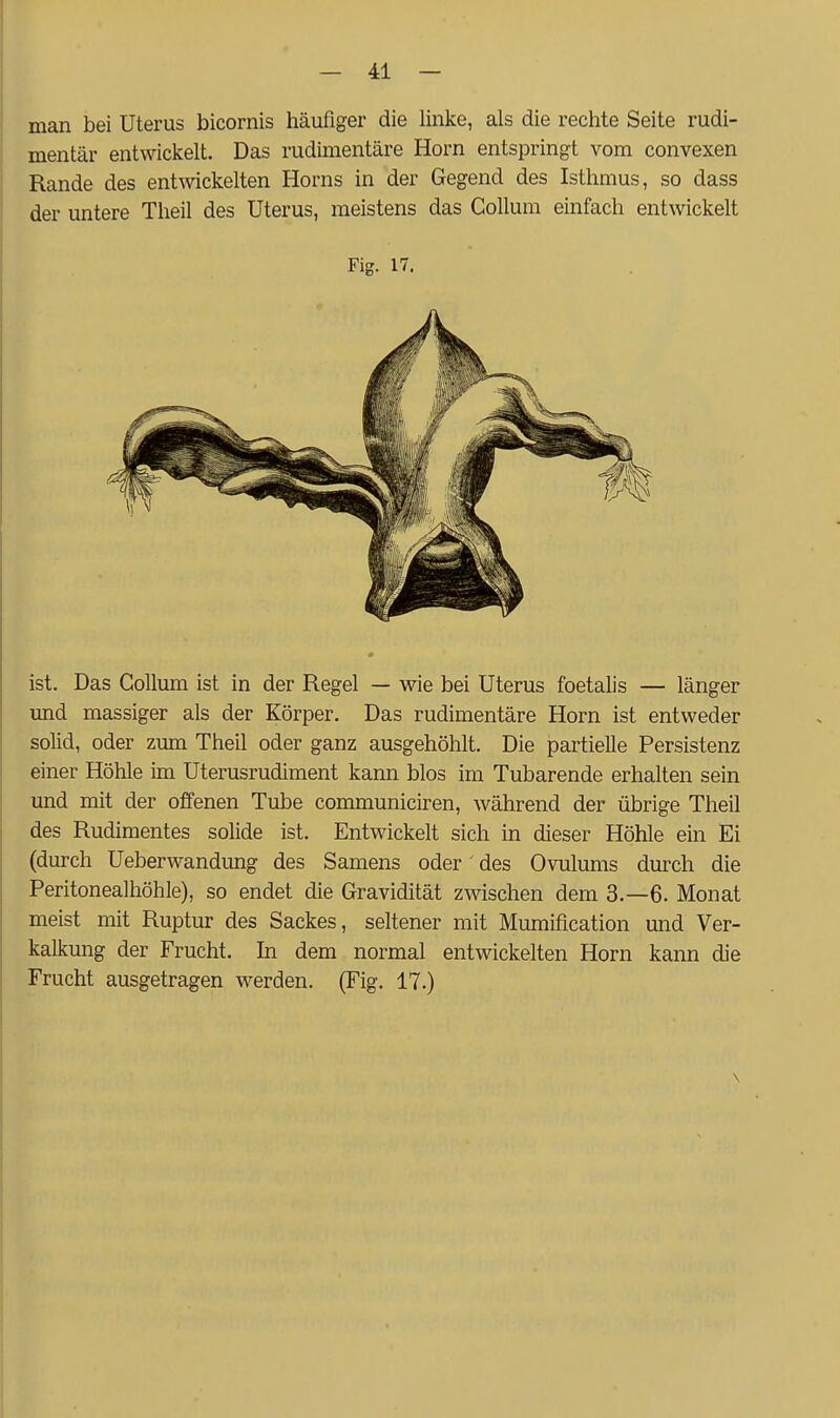 man bei Uterus bicornis häufiger die linke, als die rechte Seite rudi- mentär entwickelt. Das rudimentäre Horn entspringt vom convexen Rande des entwickelten Horns in der Gegend des Isthmus, so dass der untere Theil des Uterus, meistens das Collum einfach ent^vickelt Fig. 17. ist. Das Collum ist in der Regel — wie bei Uterus foetalis — länger und massiger als der Körper. Das rudimentäre Horn ist entweder solid, oder zum Theil oder ganz ausgehöhlt. Die partielle Persistenz einer Höhle im üterusrudiment kann blos im Tubarende erhalten sein und mit der offenen Tube communiciren, während der übrige Theil des Rudimentes solide ist. Entwickelt sich in dieser Höhle ein Ei (durch Ueberwandung des Samens oder' des Ovulums durch die Peritonealhöhle), so endet die Gravidität zwischen dem 3.-6. Monat meist mit Ruptur des Sackes, seltener mit Mumification und Ver- kalkung der Frucht. In dem normal entwickelten Horn kann die Frucht ausgetragen werden. (Fig. 17.)