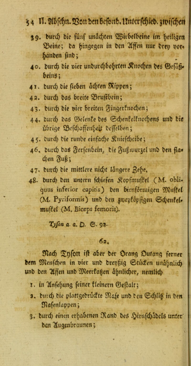 t 39. bur(^ bic fünf unac^fen ^irSefbeine i'm ^eiftgen ^eine; tö hingegen m b^n 2(jfen nur bm; bi?r» §anb^n fmb; 40. burc^) biß uier imbuvc^be^rfßn ^ucc^en bßö ©efug# beinö; 41. burd) biß fiebßn M)fßn ^Xippßii; 42. burd) ba$ breitß 55rujrbcm; 43. burd) biß pier SrcttßU gingftfnocbßn; 44^ öurcb baö ©eienfß beö <Bd)enfeItnec^ßnö unb biß übrige ^cfd)affßn^eiC bcffelben; 45. burd) biß runbe einfoc^e ^niefebeibe; 46. burd) baö ^erfenbein^ tie 5upn>urjßl unb bßn fla* d)enSu§; 47. burd) bie mittlere nicht lÜugerc 48. burd) bßn muern fd)iefen Äopfmuffel (M* obli- guus inferior capitis) ben bimförmigen ^Dtuffet (M. Pyriformis) unb ben |»peyf6p'(tg,eu @chßnfel* muffßl (M, Biceps femoris). Tyßn a. a, 0. ©, <)?• 6a^ Stud) Spfoit if! aber ber Or^ns Dufong ferner bem ^enfeben in nier unb brep^ig 0tücfen unähnlich unb ben ^ffen unb üD^eerfa^en ähnlicher^ nemlich I. in 7(nfehung feiner ffemern ©eflalt; 3. burd) biß ptaffgebrücfte JRofß unb bßn 0d)fif' in ben SKafenloppen; 3. burd) einen erhobenen -Xönb beö ^trnfchabclö unter* ben '^lugenbraunen;