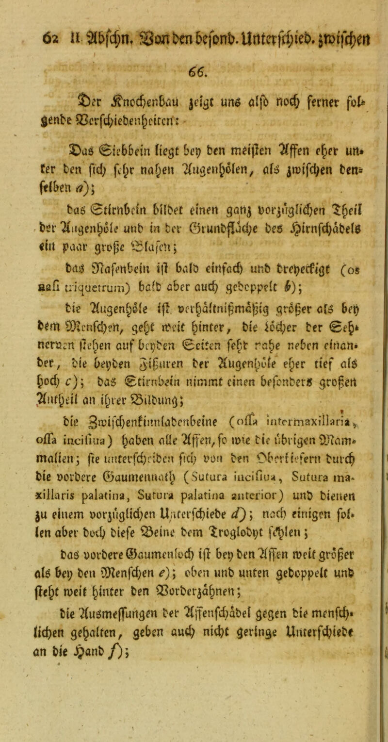 I 66. ^nccfeenBüu jd^t un6 üljb noc^ ferner fo(* genDe 93crfd;icben^citcn: ©aö Sicb&fin Hegt hex) fcen mei'ßcn ^ffen cf^er un* rer tcn fiel; fef^r na^eu ^(ugen^olen, öf:J iwifd^en tem felben r?); baö 0drnbi'in bilbet einen gan^ uor^uglicben '^^eil bei' '^(ugen^üle unb in tcr ©iunb(|jd;e beö §irnfd)dbe(0 ein paar gropc ^^(afeu; bei!? SRafenbein il} bnlb ditfocb unb brepeifigr Cos aafi tiiquetrum) beit über oueb gcbcppelt ^); bie TCugen^sie ijl, vabditni^mc|3ig grd^'er öf» beb b^nt ÖJ;L'nfd)?n, gc^t rPeit bie ^cd;er ber 0eb* nerpen licken auf bepben 0etten fefit rn^e neben cinatt» ber, bie bei;ben 5i|3nien ber ÄUgen5)L'ie e§er tief ai$ bod) c)] bü5 Stirnbein nimmt einen befenber« großen Jtnfl^til an i§ver Gilbung; bie 3n5ijd)enfinn(abenbe{ne (o{T;^ uitcrmaxillaria» ofla incHiiia) ^öben aüe Riffen, fc mie bie nbrigen SOiam» maiien; fie unterfdKiben fiel) pom ben OberUefern buicb bie PO’ibere 0auinemuiti^ (Sutura iacifiua, Sutura ina* xillaris palatina, Sufura palatina anterior) unb bienen ju einem porjuglid)en Unferfebiebe ä'); nnd) einigen fo(* Jen aber botb biefe iÖeine bem 'iroglob^t filjlen ; baö vüvberc ©Gumeniücb i(I bepbenTijfen meit großer olö bei; ben ?ü)Zenfd)en e); eben unb unten gebeppeit unb jle^t weit hinter ben QSerbcrjd^nen; bie 7(uöme(fungm ber 7(ffenfd;abei gegen bie menfd)* liefen gehalten, geben üud; ni<b( geringe Uiuerfcbi^i?^ an biß Jjanb /);