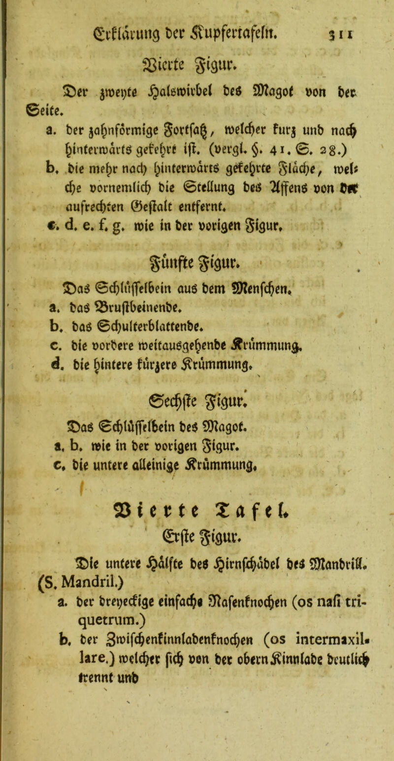 3>ici’te gi^ur. ^ci* ^mcpfe ^aleroivbeJ betf S9?ago( »on tet ©eUe, a. ber ja^nformigc Sovtfag, welcher fürj unb nac^ ^intenuarfö gefe^vr ijf. (»evgl*§. 41.©» 2g.) b. .biß me^r nod) f^intcrnjdrtö grfcijctc 8lod)e, mU c^e üorncmfic^ bie ©teüung bcjS ^jfenö pon ÜHf aufrechten ©eflok entfernr. c. d. e. f. g» wie in ber »origen gigur» < > guitfte giguc. • ©ch(u|fc(6em auö bem SKcnfchen* a. bo$ ^rujlbeincnbe* b, baö ©d)ul(erbla(tcnbc. c. bie »orbere rocifauögeh^nbe Ärummiing. d, bie hintere tw^icre Krümmung» > ©ec^jle gigur* 3)aö ©chtdffftbcin be$ 9)?agof. , a. b. »ie in ber »origen gigur. c, bie untere üUeinige Krümmung« ' » 2) t e r t e Za ftU 0:j!e giguv, IDIe untere ^dlfte be6 §irnf4dbc( bei ©lanbritt* . (S. Mandril.) a. ber bre^eefige einfache SRafenfnochen (os nafi tri- quemim.) b, ber Sn^iWenfinntabenfnochen (os intermaxil« lare.) welcher fich »en bet obern;Kin«(abc bcutlith trennt unb
