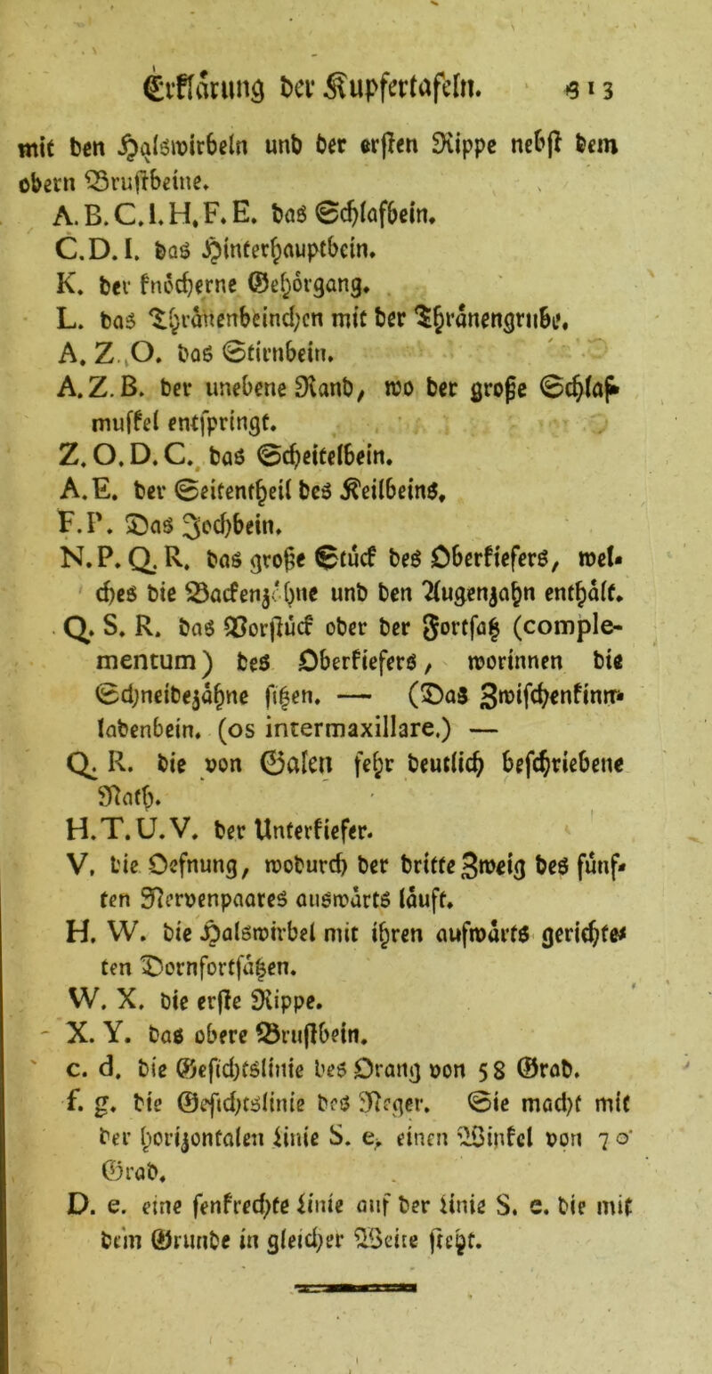 Svflarimö tev Supfertafehi. ^313 mit ben ^qlöwirbcln unb ber crflcn SXippc nebfl bcm Obern ^rujlbeine» A.B.C.LH.F*E. t)öö 0c^laf&em. C,D. I. bQö J^inter^auptbdn, K* bev fncc^erne ©ef^oigang, L. bo6 ^^rähenbdnd;cn mit ber ^§rdnensrii8t». A. Z.jO. boö Stirnbein, , ' A.Z.B, ber unebene 3ianb, wo bet große Sc^iaj» muf^el entfpringt. ’ . Z, O. D. C., baö Scheitelbein. A.E. ber Seitenfhcü beö ^eilbeinö, F.P. 3oci)bein, N.P. Q. R. bnö große Stucf beö Dberfieferö, »e(* chcö btc 23acfen3<'hne unb ben Tiugen^ahn enthalt* . Q, S. R. bo6 ^orßucf ober ber Sortfa| (comple- ^ mentum) beö Dberfieferö, njorinnen bi« Schneibe^dhnc f(|en. — (©a3 labenbein, (os intermaxillare.) — Q. R. bie oon 0aleii fehr beutiich befchriebene Sflatb. H.T.U.V. ber Unterfiefer. V. bie Ocfnung, rcoburcb ber britteSroeig beö fünf* ten SReroenpaareö aiiörodrtö lauft, H. W. bie ^alötoirbel mit ihren aufioarts gerichtet tm IDornfortfdhcn. W. X. bie cr(!e ^ippe, ' X. Y. baß obere ©rußbein, ' c. d. bie ®efid)töliiiie beß Orang oon 5 8 ©rob. f. g, bie ©eftd)tßlinie bcß 3R?gcr. Sie mad)f mit ber horijontalen iinic S. e> einen Eintel oon 7 o‘ ©rab, D. e. eine fenfred^te dnie auf ber Hnie S, c. bie mit bem ©runbe in g(eid;er ^Seice fteht. i t