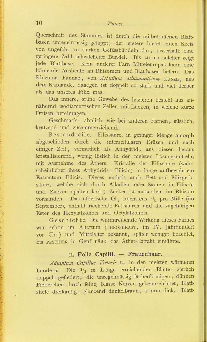 Querschnitt des Stammes ist durch die mitbetroffenen Blatt- basen unregelmässig gelappt; der erstere bietet einen Kreis von ungefähr 10 starken Gefässbündeln dar, ausserhalb eine geringere Zahl schwächerer Bündel. Bis zu 10 solcher zeigt jede Blattbase. Kein anderer Farn Mitteleuropas kann eine lohnende Ausbeute an Rhizomen und Blattbasen liefern. Das Rhizoma Pannae, von Aspidium athamanticum kunze , aus dem Kaplande, dagegen ist doppelt so stark und viel derber als das unseres Filix mas. Das innere, grüne Gewebe des letzteren besteht aus an- nähernd isodiametrischen Zellen mit Lücken, in welche kurze Drüsen hereinragen. Geschmack, ähnlich wie bei anderen Farnen, süsslich, kratzend und zusammenziehend. Bestandteile. Filixsäure, in geringer Menge amorph abgeschieden durch die interzellularen Drüsen und nach einiger Zeit, vermutlich als Anhydrid, aus diesen heraus kristallisierend, wenig löslich in den meisten Lösungsmitteln, mit Ausnahme des Äthers. Kristalle der Filixsäure (wahr- scheinlicher ihres Anhydrids, Filicin) in lange aufbewahrtem Extractum Filicis. Dieses enthält auch Fett und Filixgerb- säure, welche sich durch Alkalien oder Säuren in Filixrot und Zucker spalten lässt; Zucker ist ausserdem im Rhizom vorhanden. Das ätherische Öl, höchstens 2/5 pro Mille (im September), enthält riechende Fettsäuren und die zugehörigen Ester des Hexylalkohols und Octylalkohols. Geschichte. Die wurmtreibende Wirkung dieses Farnes war schon im Altertum (theophrast, im D7. Jahrhundert vor Chr.) und Mittelalter bekannt, später weniger beachtet, bis peschier in Genf 1825 das Äther-Extrakt einführte. 11. Folia Capilli. — Frauenhaar. Adiantum Capillus Veneris l., in den meisten wärmeren Ländern. Die !/a m Länge erreichenden Blätter zierlich doppelt gefiedert, die unregelmässig fächerförmigen, dünnen Fiederchen durch feine, blasse Nerven gekennzeichnet, Blatt- stiele dreikantig, glänzend dunkelbraun, 1 mm dick. Blatt-
