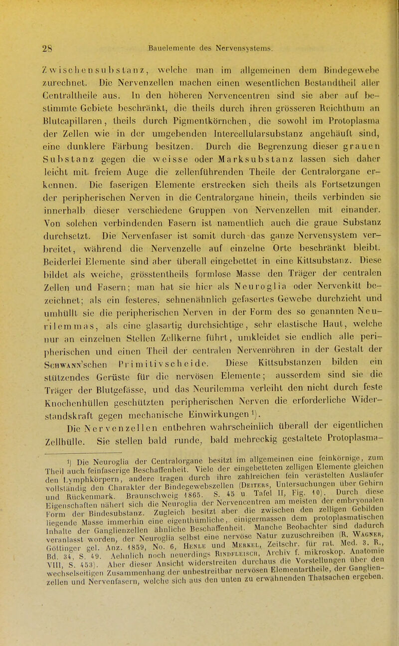 Z w isc Ii c n s II 1) s tci 11 z , welche man im allgemeinen dem Bindegewebe zurechnet. Die Nervenzellen machen einen wesentlichen Bestandtheil aller Centraltlieile aus. In den höheren Nervcncentren sind sie aber auf be- stimmte Gebiete beschränkt, die theils durch ihren grösseren Reichthum an Blutcapillaren, theils durch Pigmentkörnchen, die sowohl im Protoplasma der Zellen wie in der umgebenden Intercellularsubstanz angehäuft sind, eine dunklere Färbung besitzen. Durch die Begrenzung dieser grauen Substanz gegen die weisse oder Ma rksubstanz lassen sich daher leicht mit. freiem Auge die zellenführenden Theile der Centraiorgane er- kennen. Die faserigen Elemente erstrecken sich theils als Forlsetzungen der peripherischen Nerven in die Centraiorgane hinein, theils verbinden sie innerhalb dieser verschiedene Gruppen von Nervenzellen mit einander. Von solchen verbindenden Fasern ist namentlich auch die graue Substanz durchsetzt. Die Nervenfaser ist somit durch das ganze Nervensystem ver- breitet, während die Nervenzelle auf einzelne Orte beschränkt bleibt. Beiderlei Elemente sind aber überall eingebettet in eine Kittsubstanz. Diese bildet als weiche, grösstentheils formlose Masse den Träger der centralen Zellen und Fasern; man hat sie hier als Neuroglia oder Nervenkitt be- zeichnet; als ein fesleres, sehuenähnlich gefasertos Gewebe durchzieht und umhüllt sie die peripherischen Nerven in der Form des so genannten Ne u- rilemmas, als eine glasartig durchsichtige, sehr elastische Haut, welche nur an einzelnen Stellen Zellkerne führt, umkleidet sie endlich alle peri- pherischen und einen Tlicil der centralen Nervenröhren in der Gestalt der ScHWANN'schen Pr i m i ti vsc h c i de. Diese Kittsubslanzen bilden ein stutzendes Gerüste für die nervösen Elemente; ausserdem sind sie die Träger der Blutgefässe, und das Ncurilemma verleiht den nicht durch feste Knochenhüllen geschützten peripherischen Nerven die erforderliche Wider- slandskraft gegen mechanische Einwirkungen i). Die Nervenzellen entbehren wahrscheinlich überall der eigentlichen Zellhülle. Sie stellen bald runde, bald mehreckig gestaltete Protoplasma- 1) Die Neuroglia der Centraiorgane besitzt im allgemeinen eine lemliornige, zum Tlieil auch feinfaserige Beschalfenlieit. Viele der eingebetteten zelligen Elemente gleichen den l.vmphkörpern, andere tragen durch ihre zahlreichen Ic.n verästelten Auslaufc vollsland g den Charakter der Bindegeweb..zellen (Deitebs Unlersuchungen übe Gol m, und Rückenmark. Braunschweig 1865. S. A5 u Tafel II, Fig. 10) »urch d e e E genschalten nähert sich die Neuroglia der Nervcncentren am '«'^l'-' ^•r;:;^'^;:^? f]^!^ Form der Bindesubslanz. Zugleich besitzt aber die zwischen den '.gen Gel d^ liegende Masse immerhin eine eigci.thiimlicbe, einigermassen dem prolop asmatischen nhtlirder oLglienzellen ähnliche Beschaffenheit. Manche Beobachter sind dadurch V nt Lst wollen, der Neuroglia selbst eine nervö.se Natur zuzuschreiben (R- Wag«ek, GöUinpr el Anz. 1859, No. 6, Henle und Merkel, Zcitschr. lur rat. Med. 3 W., Bd är S.I9. Aehnlich'noch neuerdings RiNni-EEisci. Archiv ni-kroskop Anatomie Vm, S. A53). Aber dieser Ansicht widerstreiten durchaus die Vorstellungen übe. den wechselseitigen Zusammenhang der unbestreitbar nervösen ^ '''^^^^''^^^^^^^^^^^ Zellen und Nervenfasern, welche sich aus den unten zu erwähnenden Thatsachen eigeben.