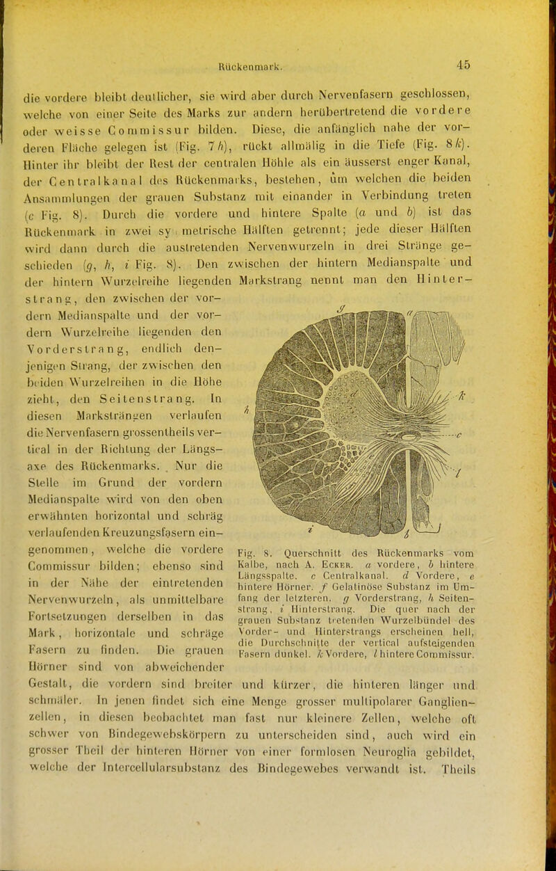 die vordere bleibt deuilicher, sie wird aber durch Nervenfasern geschlossen, welche von einer Seite des Marks zur andern herUbertretend die vordere oder weisse Commissur bilden. Diese, die anfanglich nahe der vor- deren Fläche gelegen ist (Fig. 7//), rückt allinalig in die Tiefe (Fig. 8/c). Hinter ihr bleibt der Rest der centralen Höhle als ein äusserst enger Kanal, der Centraikanal des Rückenmarks, bestehen, um welchen die beiden Ansammlungen der grauen Substanz mit einander in Verbindung treten (c Fig. 8). Durch die vordere und hintere Spalte (a und b) ist das Rückenmark in zwei sy . metrische Hälften getrennt; jede dieser Hälften wird dann durch die austretenden Nervenwurzeln in drei Stränge ge- schieden {g, h, «Fig. 8). Den zwischen der hintern Medianspalte und der hintern Wurzclreihe liegenden Markstrang nennt man den Hinter- strang, den zwischen der vor- dem Medianspalte und der vor- dem Wurzelreihe liegenden den Vorderstrang, endlich den- jenigen Sirang, der zwischen den beiden Wurzelreihen in die Höhe zieht, den Sei lens tra n g. In diesen Markstränuen verlaufen die Nervenfasern grossentheils ver- lical in der Richtung der Längs- axe des Rückenmarks. . Nur die Stelle im Grund der vordem Medianspalte wird von den oben erwähnten horizontal und schräg verlaufenden Kreuzungsfgsern ein- genommen , welche die vordere Commissur bilden; ebenso sind in der Nähe der eintretenden Nervenwurzeln, als unmittelbare Fortsetzungen derselben in das Mark, horizontale und schräge Fasern zu finden. Die grauen Hörner sind von abweichender Gestalt, die vordem sind breiter und kürzer, die hinleren länger und schmäler. In jenen findet sich eine Menge grosser mullipolarer Ganglien- zellen, in diesen beobachtet man fast nur kleinere Zellen, welche oft schwer von Bindegewebskörpern zu unterscheiden sind, auch wird ein grosser Theil der hinteren Hörner von einer formlosen Neuroglia gebildet, welche der Intcrcellularsubstanz des Bindegewebes verwandt ist. Theils Fig. 8. Querschnitt des Rückenmarks vom Kalbe, nacli A. Ecker, a vordere, b liintere Läncsspalte. c Centraikanal. d Vordere, e hintere Hörner. f Gelatinöse Substanz im Um- fang der letzteren, g Vorderstrang, h Seiten- strang, i Hinterstraiig. Die quer nach der grauen Substanz tietonden Wurzelbündel des Vorder- und Hinter.itiaiigs erscheinen heil, die Durchschnitte der vertical aufsleigenden Fasern dunkel. /^Vordere, HiintereCommissur.