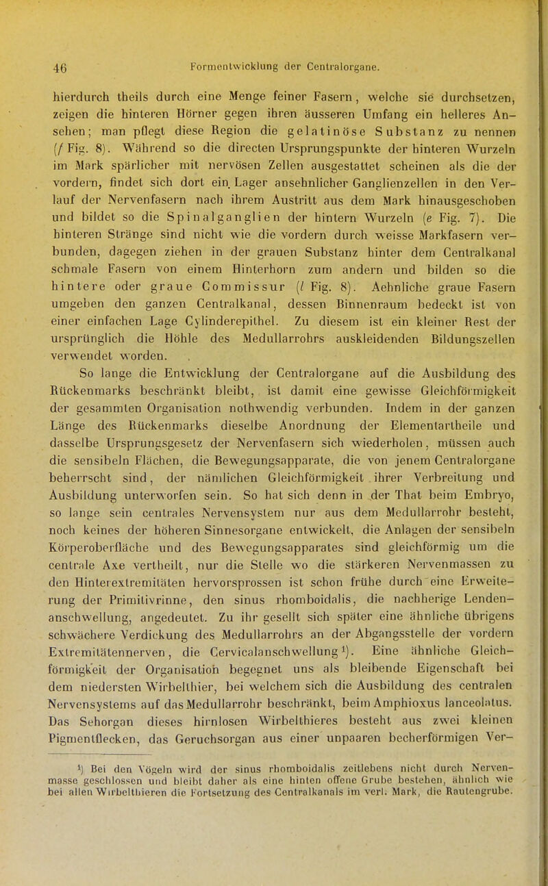 hierdurch theils durch eine Menge feiner Fasern, welche sie durchsetzen, zeigen die hinleren Hörner gegen ihren äusseren Umfang ein helleres An- sehen; man pflegt diese Region die gelatinöse Substanz zu nennen (/Fig. 8). Während so die directen Ursprungspunkte der hinteren Wurzeln im Mark spärlicher mit nervösen Zellen ausgestattet scheinen als die der vordem, findet sich dort ein Lager ansehnlicher Ganglienzellen in den Ver- lauf der Nervenfasern nach ihrem Austritt aus dem Mark hinausgeschoben und bildet so die Spinalganglien der hinlern Wurzeln (e Fig. 7). Die hinleren Stränge sind nicht wie die vordem durch weisse Markfasern ver- bunden, dagegen ziehen in der grauen Substanz hinter dem Centralkaual schmale Fasern von einem Hinlerhoru zum andern und bilden so die hintere oder graue Commissur (/ Fig. 8). Aehnliche graue Fasern umgeben den ganzen Centraikanal, dessen Binnenraum bedeckt ist von einer einfachen Lage Cylinderepithel. Zu diesem ist ein kleiner Rest der ursprünglich die Höhle des MeduUarrohrs auskleidenden Bildungszellen verwendet worden. So lange die Entwicklung der Centralorgane auf die Ausbildung des Rückenmarks beschränkt bleibt, ist damit eine gewisse Gleichförmigkeit der gesammlen Organisation nolhwendig verbunden. Indem in der ganzen Länge des Rückenmarks dieselbe Anordnung der Elemenlartheile und dasselbe Ursprungsgeselz der Nervenfasern sich wiederholen, müssen auch die sensibeln Flächen, die Bewegungsapparale, die von jenem Centralorgane beherrscht sind, der nämlichen Gleichförmigkeit ihrer Verbreitung und Ausbildung unterworfen sein. So hat sich denn in der Thal beim Embryo, so lange sein centrales Nervensystem nur aus dem Medullarrohr besteht, noch keines der höheren Sinnesorgane entwickelt, die Anlagen der sensibeln Körperoberfläche und des Bewegungsapparates sind gleichförmig um die centrale Ax.e vertheilt, nur die Stelle wo die stärkeren Nervenmassen zu den Hinlerextremiläten hervorsprossen ist schon frühe durch eine Erweite- rung der Primilivrinne, den sinus rhomboidalis, die nachherige Lenden- anschwellung, angedeutet. Zu ihr gesellt sich später eine ähnliche übrigens schwächere Verdickung des MeduUarrohrs an der Abgangsslelle der vordem Exlremitätennerven, die Cervicalanschwellung i). Eine ähnliche Gleich- förmigkeit der Organisation begegnet uns als bleibende Eigenschaft bei dem niedersten Wirbelthier, bei welchem sich die Ausbildung des centralen Nervensystems auf das Medullarrohr beschränkt, beim Amphioxus lanceolatus. Das Sehorgan dieses hirnlosen Wirbelthieres besteht aus zwei kleinen Pigmenlflecken, das Geruchsorgan aus einer unpaaren becherförmigen Ver- 1) Bei den Vögeln wird der sinus rhomboidalis zeitlebens nicht durch Nerven- masse geschlossen und bleibt daher als eine hinten offene Grube bestehen, ähnlich wie bei allen Wirbelthieren die Fortsetzung des Centralkanals im verl. Mark, die Rautengrube.