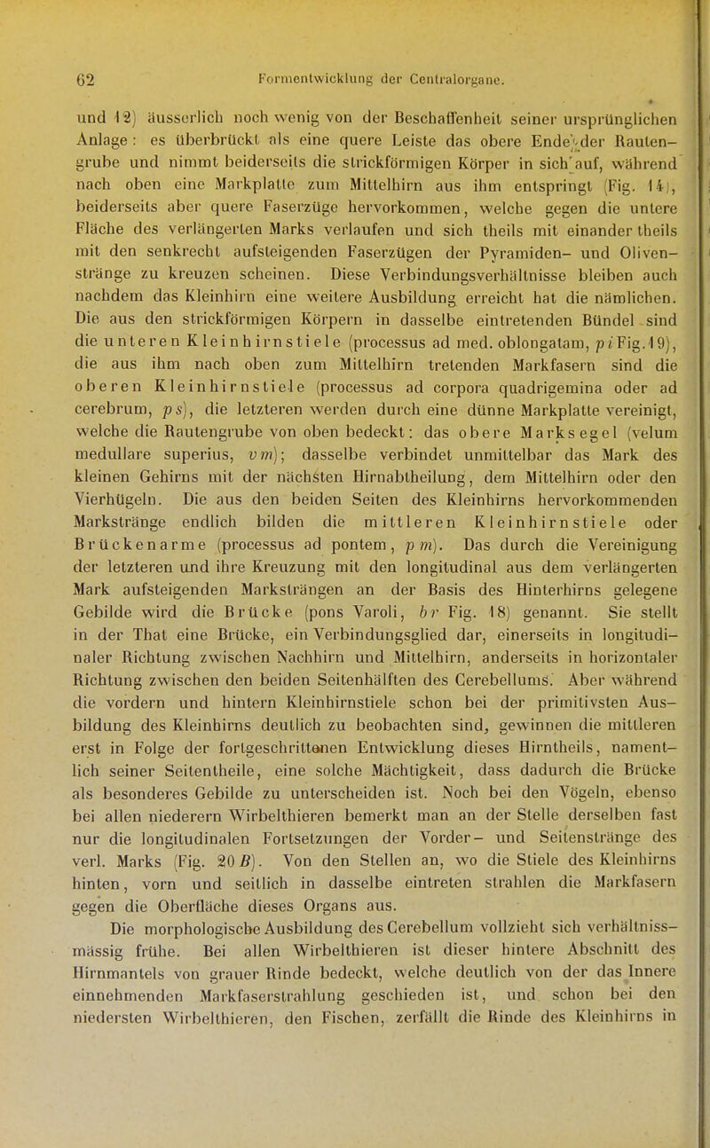 » und 12) äussorlicb noch wenig von der Beschaffenheit seiner ursprünglichen Anlage : es überbrückt als eine quere Leiste das obere Endender Rauten- grube und nimmt beiderseits die strickförmigen Körper in sich'auf, während nach oben eine Markplatte zum Mitlelhirn aus ihm entspringt (Fig. 14;, beiderseits aber quere Faserzüge hervorkommen, welche gegen die untere Fläche des verlängerten Marks verlaufen und sich theils mit einander theils mit den senkrecht aufsteigenden Faserzügen der Pyramiden- und Oliven- stränge zu kreuzen scheinen. Diese Verbindungsverhältnisse bleiben auch nachdem das Kleinhirn eine weitere Ausbildung erreicht hat die nämlichen. Die aus den strickförmigen Körpern in dasselbe eintretenden Bündel sind die unteren Kleinhirnstiele (processus ad med. oblongatam, ptFig.ig), die aus ihm nach oben zum Mittelhirn tretenden Markfasern sind die oberen Kleinhirnstiele (processus ad corpora quadrigemina oder ad cerebrum, ps), die letzteren werden durch eine dünne Markplatte vereinigt, welche die Rautengrube von oben bedeckt: das obere Marks egel (velum medulläre superius, vm); dasselbe verbindet unmittelbar das Mark des kleinen Gehirns mit der nächsten Hirnabtheilung, dem Mittelhirn oder den Vierhügeln. Die aus den beiden Seiten des Kleinhirns hervorkommenden Markstränge endlich bilden die mittleren Kleinhirnstiele oder Brückenarme (processus ad pontem, p m). Das durch die Vereinigung der letzteren und ihre Kreuzung mit den longitudinal aus dem verlängerten Mark aufsteigenden Marksträngen an der Basis des Hinterhirns gelegene Gebilde wird die Brücke (pons Varoli, br Fig. 18) genannt. Sie stellt in der That eine Brücke, ein Verbindungsglied dar, einerseits in longitudi- naler Richtung zwischen Nachhirn und Mitlelhirn, anderseits in horizontaler Richtung zwischen den beiden Seitenhälften des Cerebellums. Aber während die vordem und hintern Kleinhirnstiele schon bei der primitivsten Aus- bildung des Kleinhirns deutlich zu beobachten sind, gewinnen die mittleren erst in Folge der fortgeschrittenen Entwicklung dieses Hirntheils, nament- lich seiner Seitenlheile, eine solche Mächtigkeit, dass dadurch die Brücke als besonderes Gebilde zu unterscheiden ist. JNoch bei den Vögeln, ebenso bei allen niederem Wirbelthieren bemerkt man an der Stelle derselben fast nur die longiludinalen Fortsetzungen der Vorder- und Seitenstränge des verl. Marks (Fig. 20^6). Von den Stellen an, wo die Stiele des Kleinhirns hinten, vorn und seitlich in dasselbe eintreten strahlen die Markfasern gegen die Oberfläche dieses Organs aus. Die morphologische Ausbildung des Cerebellum vollzieht sich verhältniss- mässig frühe. Bei allen Wirbelthieren ist dieser hintere Abschnitt des Hirnmanlels von grauer Rinde bedeckt, welche deutlich von der das Innere einnehmenden Markfaserslrahlung geschieden ist, und schon bei den niedersten Wirbelthieren, den Fischen, zerfällt die Rinde des Kleinhirns in