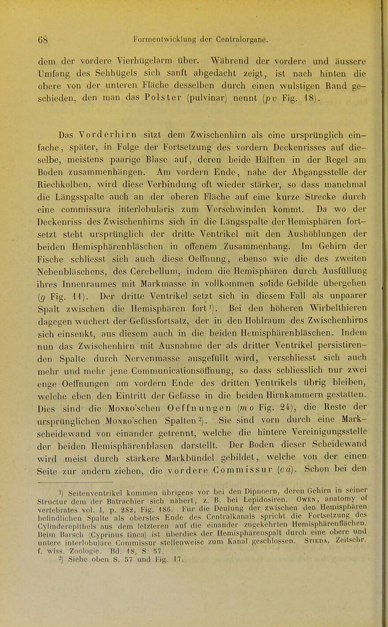 dem der vordere Vierhiigelarm über. Wahrend der vordere und äussere Umfang des SehhUgels sich sanft abgedacht zeigt, ist nach hinten die obere von der unteren Flache desselben durch einen wulstigen Rand ge- schieden, den man das Polster (pulvinar) nennt [pv Fig. 18). Das Vorderhirn sitzt dem Zwischenhirn als eine ursprünglich ein- fache, später, in Folge der Fortsetzung des vordem Deckenrisses auf die- selbe, meistens paarige Blase auf, deren beide Hälften in der Regel am Boden zusammenhängen. Am vordem Ende, nahe der Abgangsstelle der Riechkolben, wird diese Verbindung oft wieder stärker, so dass manchmal die Längsspalte auch an der oberen Fläche auf eine kurze Strecke durch eine commissura interlobularis zum Verschwinden kommt. Da wo der Deckenriss des Zwischenhirns sich in die Längsspalte der Hemisphären fort- setzt steht ursprünglich der dritte Ventrikel mit den Aushöblungen der beiden Hemisphärenbläschen in offenem Zusammenhang. Im Gehirn der Fische schliesst sich auch diese Oeffnung, ebenso wie die des zweiten Nebenbläschens, des Cerebellum, indem die Hemisphären durch Ausfüllung ihres Innenraumes mit Markmasse in vollkommen solide Gebilde übergehen [g Fig. 11). Der dritte Ventrikel setzt sich in diesem Fall als unpaarer Spalt zwischen die Hemisphären fort^). Bei den höheren Wirbelthieren dagegen wuchert der Gefässfortsatz, der in den Hohlraum des Zwischenhirns sich einsenkt, aus diesem auch in die beiden Hemisphärenbläschen. Indem nun das Zwischenhirn mit Ausnahme der als dritter Ventrikel persistiren- den Spalte durch Nervenraasse ausgefüllt wird, verschliesst sich auch mehr und mehr jene Communicationsöffnung, so dass schliesslich nur zwei enge Oeffnungen am vordem Ende des dritten Ventrikels übrig bleiben, welche eben den Eintritt der Gefässe in die beiden Hirnkammern gestalten. Dies sind die MoNRo'schen Oeffnungen (m o Fig. 24), die Reste der ursprünglichen MoNRo'schen Spalten 2). Sie sind vorn durch eine Mark- scheidewand von. einander getrennt, welche die hintere Vereinigungsslelle der beiden Hemisphärenblasen darstellt. Der Boden dieser Scheidewand wird meist durch stärkere Markbündel gebildet, welche von der einen Seite zur andern ziehen, die vordere Commissur [cd). Schon bei den 1) Seitenventrikel kommen übrigens vor bei den Dipnoern, deren Gehirn in seiner StrucUir dem der Batracliier siel, nähert, z. B. bei Lepidosiren. Owen, analomy et Verlebrates vol. 1, p. 28a, lüg. 186. l-iir die Deutung der zwischen den Hemisphären befindlichen Spalte als oberstes Endo des Confralkanals spricht die Fortsetzung des Cylindercpithcls aus dem letzteren auf die einander zugekehrten Hemispharenflachen Beim Barscli (Cyprinus tinca) ist überdies der llemisphärenspalt durcii eme obere und unlere interlobuiäre Commissur stellenweise zum Kanal geschlossen. Stieda, Zeit.«chr. f. wiss. Zoologie. Ud. 18, S. .'S?. '-) Siehe oben S. 57 und lig. 17.