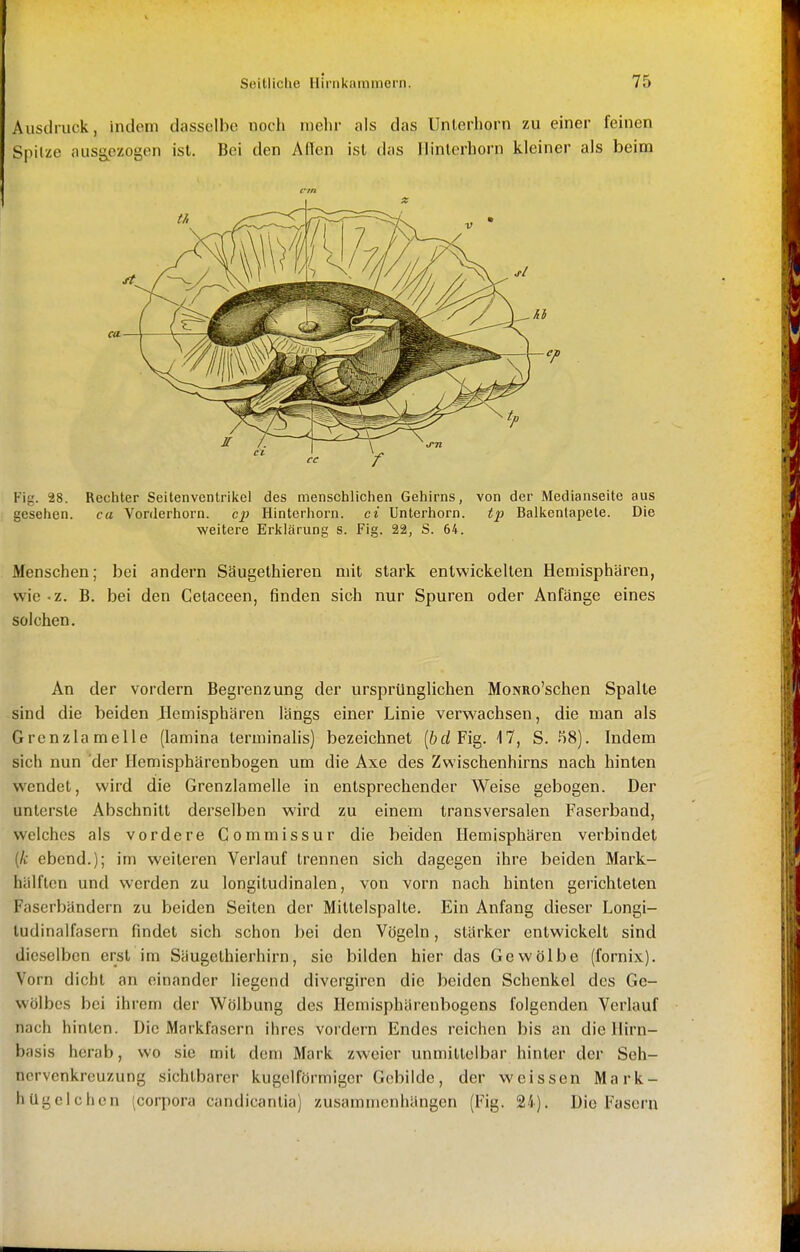 Ausdruck, indem dasselbe noch mehr als das Unterhorn zu einer feinen Spilze ausgezogen ist. Bei den AfTcn ist das Ilinterhorn kleiner als beim rrn Fig. 28. Rechter Seitenventriiiel des menschlichen Gehirns, von der Medianseite aus gesehen. ca Vonlerhorn. cp Hinterhorn, ci Unterhorn. t<p Ballcenlapele. Die weitere Erklärung s. Fig. 22, S. 64. Menschen; bei andern Säugethieren mit stark entwickelten Hemisphären, wie -z. B. bei den Cetaceen, finden sich nur Spuren oder Anfänge eines solchen. An der vordem Begrenzung der ursprünglichen MoNRo'schen Spalte sind die beiden Hemisphären längs einer Linie verwachsen, die man als Grenzlamelle (lamina terminalis) bezeichnet (öd Fig. i7, S. 58). Indem sich nun 'der Hemisphärenbogen um die Axe des Zwischenhirns nach hinten wendet, wird die Grenzlamelle in entsprechender Weise gebogen. Der unterste Abschnitt derselben wird zu einem transversalen Faserband, welches als vordere Commissur die beiden Hemisphären verbindet (/i ebend.); im weiteren Verlauf trennen sich dagegen ihre beiden Mark- hälften und werden zu longitudinalen, von vorn nach hinten gerichteten Faserbändern zu beiden Seiten der Mittelspalte. Ein Anfang dieser Longi- ludinalfasern findet sich schon bei den Vögeln, stärker entwickelt sind dieselben erst im Säugelhierhirn, sie bilden hier das Gewölbe (fornix). Vorn dicht an einander liegend divergiren die beiden Schenkel des Ge- wölbes bei ihrem der Wölbung des Hemisphärenbogens folgenden Verlauf nach hinten. Die Markfasern ihres vordem Endes reichen bis an die llirn- basis herab, wo sie mit dem Mark zweier unmittelbar hinler der Seh- nervenkreuzung sichtbarer kugelförmiger Gebilde, der weissen Mark- hügclchen (corpora candicantia) zusammenhängen (Fig. 24). Die Fasern