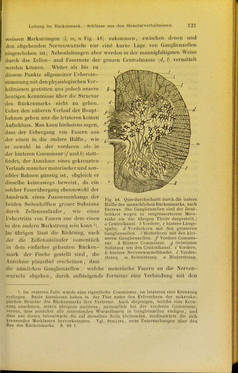 weissen Marksträngen (/, ///, n Fig. 46) zukomiucn, zwischen denen und den abgehenden Nervenwurzeln nur eine kurze Lage von Ganglienzellen eingeschoben ist; Nebenleilungen aber werden in der mannigfaltigsten Weise durch das Zellen- und Fasernetz der grauen Centralmasse [d, I) vermittelt werden können. Weiter als bis zu diesem Punkte allgemeiner Ueberein- slimmung mit den physiologischen Ver- hältnissen gestatten uns jedoch unsere heutigen Kenntnisse über die Structur des Rückenmarks nicht zu gehen. Ueber den näheren Verlauf der Haupt- bahnen geben uns die letzteren keinen Aufschluss. Man kann höchstens sagen, dass der Uebergang von Fasern aus der einen in die andere Hälfte, wie er sowohl in der vorderen als in der hinteren Commissur {f und h) statt- findet, der Annahme eines gekreuzten Verlaufs mancher motorischer und sen- sibler Bahnen günstig ist, obgleich er dieselbe keineswegs beweist, da ein solcher Faserlibergang ebensowohl der Ausdruck eines Zusammenhangs der beiden Seitenhälflen grauer Substanz durch Zellenausläufer, wie eines Ueberlritls von Fasern aus dem einen in den andern Markstrang sein kann i). Im übrigen lässl die Richtung, nach der die Zellenausläufer namentlich in dem einfacher gebauten Rücken- mark der Fische gestellt sind, die Annahme plausibel erscheinen , dass die nämlichen Ganglienzellen , welche motorische Fasern an die Nerven- wurzeln abgeben, durch aufsteigende Fortsätze eine Verbindung mit den Fig. 46. Querdurchsclinitl durcli die untere Hälfte des menschlichen Rüdcennaarlis, nach Deiters. (Die Ganglienzeilen sind der Deut- lichkeit wegen in vergrösserterem Mass- stabe als die übrigen Theile dargestellt.) a Centraikanal. & Vordere, c hintere Längs- spalle. d Vtirderhorn mit den grösseren Ganglienzellen, l Hinterhorn mit den klei- neren Ganglienzellen. / Vordere Commis- sur. h Hintere Commissur. g Gelatinöse Substanz um den Centraikanal, i Vordere, k hinlere Ncrvenwurzelbündel. l Vorder- slrang. m Seltenstrang, n Hinterstrang. 'j Im ersteren Falle würde eine eigentliche Commissur, im letzteren eine Kreuzung vorliegen. Beide Aniialiinon haben in der Thnt unter den Erforschern der mikrosko- pischen Structur des Rückenmarks ihre Vertreter. Auch diejenigen, welche eine Kreu- zung annehmen, setzen übrigens meistens, namentlich hei der vorderen Commissur, voraus, dass zunächst alle einti'elendcn Wurzelfasorn in Ganglienzellen endigen, und dass aus diesen laieralwärts die auf derselben Seile bleibenden, medianwärts die sich kreuzenden Markfa.sern hervorkommen. Vgl. Stilling, neue Untersuchungen über den Bau des Rückenmarks. S. 60 f.