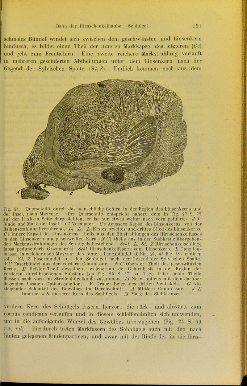 sfhtnfiles Bündel windet sich zwischen dem gcschwiinzlcn und Linsenkern hindurch, es bildet einen Theil der inneren Markknpscl des letzteren (C/) und ycht zum Frontalhirn. Eine zweite reichere Markslrahlung verlauft in mehreren gesonderten Abiheilungen unter dem Linsenjiern nach der Gegend der Sylvischen Spalte [Sl.Z). Endlich kommen noch aus dem Fig. 51. Querschnitt durch das menschliche Gehirn in der Region des Linsenkerns und der Insel, nach Meynert. (Der Querschnitt entspricht nahezu dem in P'ig. 27 S. 72 auf der linken Seile dargeslelllen, er isl nur etwas weiter nach vorn geführt.) J J' Rinde und Mark der Insel. Cl ^'o^mauer. Ce Aeussere Kapsel des Linsenkerns, von der Balkenstrahlung herrührend. Li, Li, L3 Erstes, zweites und drittes Glied des Linsenkerns. Ci Innere Kapsel des Linsenkerns, Iheils aus den Einstrahlungen des Hirnschenkelfusses in den Linsenkern und geschweiften Kern (NC) theils aus in den Stabkranz übergehen- den Markausstrahlungen des Selihügels bestehend. Sehl, L, St, Z Hirnschenkclschlinge (ansa peduncularis Gratiolet's). Sehl Hirnschenkelfasern zum Linsenkern. L Ganglien- masse, in welcher nach Meynert das hinlere Längsbündcl (Z, Kig. 50, hl Fig. 49) endigen soll. St, Z Faserbündel aus dem Sehhügel nach der Gegend der Sylvischen Spalte. VC Faserbündel aus der vordem Commissur. NC Obersler Theil des geschwänzten Kerns, B tiefster Theil desselben, welcher an der Gehirnbasis in der Region dei' vorderen durchbrochenen Substanz (s^j Fig. 23 S. 67) zu Tage Irill: beide Tiicile fliessen nach vorn im Streifenliügelkopfe zusammen. 77 Nerv, opticus mit dorn darüijer liegenden basalen Opticusganglion. V Grauer Beleg des drillen Ventrikels. G Ab- steigender Schenkel des Gewölbes im Durchschnitt A Milllere Commissur. J K Innerer, a7ir äusserer Kern des Sohhügels. il7 Mark des Slabkranzes. vordem Kern des Sehhügels Fasern hervor, die rück- und abwärts zum corpus candicans verlaufen und in diesem schlcifenähnlich sich umwenden, um in die aufsteigende Wurzel des Gewölbes überzugehen (Fig. 24 S. 69 ra, rd). Hierdurch treten Markfasern des Sehhügels auch mit den nach hinten gelegenen Rindenpartieen, und zwar mit der Rinde der in die Hirn-