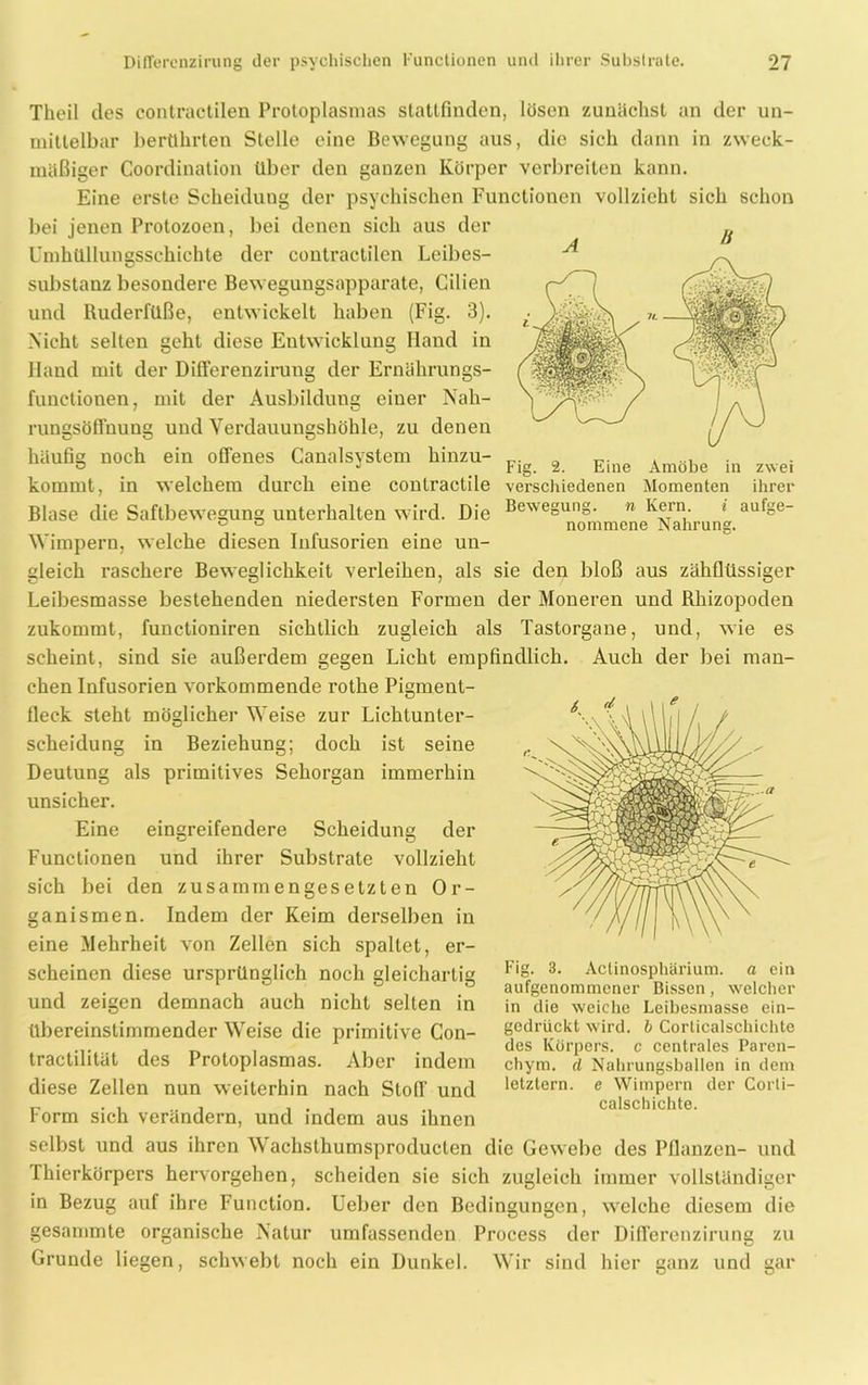 A li Fig. 2. Eine Amöbe in zwei Theil des contractilen Protoplasmas statlfinden, lösen zunächst an der un- mittelbar berührten Stelle eine Bewegung aus, die sich dann in zweck- mäßiger Coordination über den ganzen Körper verbreiten kann. Eine erste Scheidung der psychischen Functionen vollzieht sich schon bei jenen Protozoen, bei denen sich aus der Umhüllunesschichte der contractilen Leibes- Substanz besondere Bewegungsapparate, Cilien und Ruderfüße, entwickelt haben (Fig. 3). Nicht selten geht diese Entwicklung Iland in Hand mit der Differenzirung der Ernährungs- functionen, mit der Ausbildung einer Nah- rungsöffnung und Verdauungshöhle, zu denen häufig noch ein offenes Canalsystem hinzu- kommt, in welchem durch eine contractile verschiedenen Momenten ihrer Blase die Saftbewegung unterhalten wird. Die Bewesung n Iv®rn.‘ 1 auf§e_ Wimpern, welche diesen Infusorien eine un- gleich raschere Beweglichkeit verleihen, als sie den bloß aus zähflüssiger Leibesmasse bestehenden niedersten Formen der Moneren und Rhizopoden zukommt, functioniren sichtlich zugleich als Tastorgane, und, wie es scheint, sind sie außerdem gegen Licht empfindlich. Auch der bei man- chen Infusorien vorkommende rothe Pigment- fleck steht möglicher Weise zur Lichtunter- scheidung in Beziehung; doch ist seine Deutung als primitives Sehorgan immerhin unsicher. Eine eingreifendere Scheidung der Functionen und ihrer Substrate vollzieht sich bei den zusammengesetzten Or- ganismen. Indem der Keim derselben in eine Mehrheit von Zellen sich spaltet, er- scheinen diese ursprünglich noch gleichartig und zeigen demnach auch nicht selten in übereinstimmender Weise die primitive Con- tractilität des Protoplasmas. Aber indem diese Zellen nun weiterhin nach Stoff und Fig. 3. Actinosphärium. a ein aufgenommener Bissen, welcher in die weiche Leibesmasse ein- gedrückt wird, b Corticalschiehte des Körpers, c centrales Paren- chym. cl Nahrungsballen in dem letztem, e Wimpern der Corti- calschichte. Form sich verändern, und indem aus ihnen selbst und aus ihren Wachsthumsproducten die Gewebe des Pflanzen- und fhierkörpers hervorgehen, scheiden sie sich zugleich immer vollständiger in Bezug auf ihre Function. Ueber den Bedingungen, welche diesem die gesammte organische Natur umfassenden Process der Differenzirung zu Grunde liegen, schwebt noch ein Dunkel. Wir sind hier ganz und gar