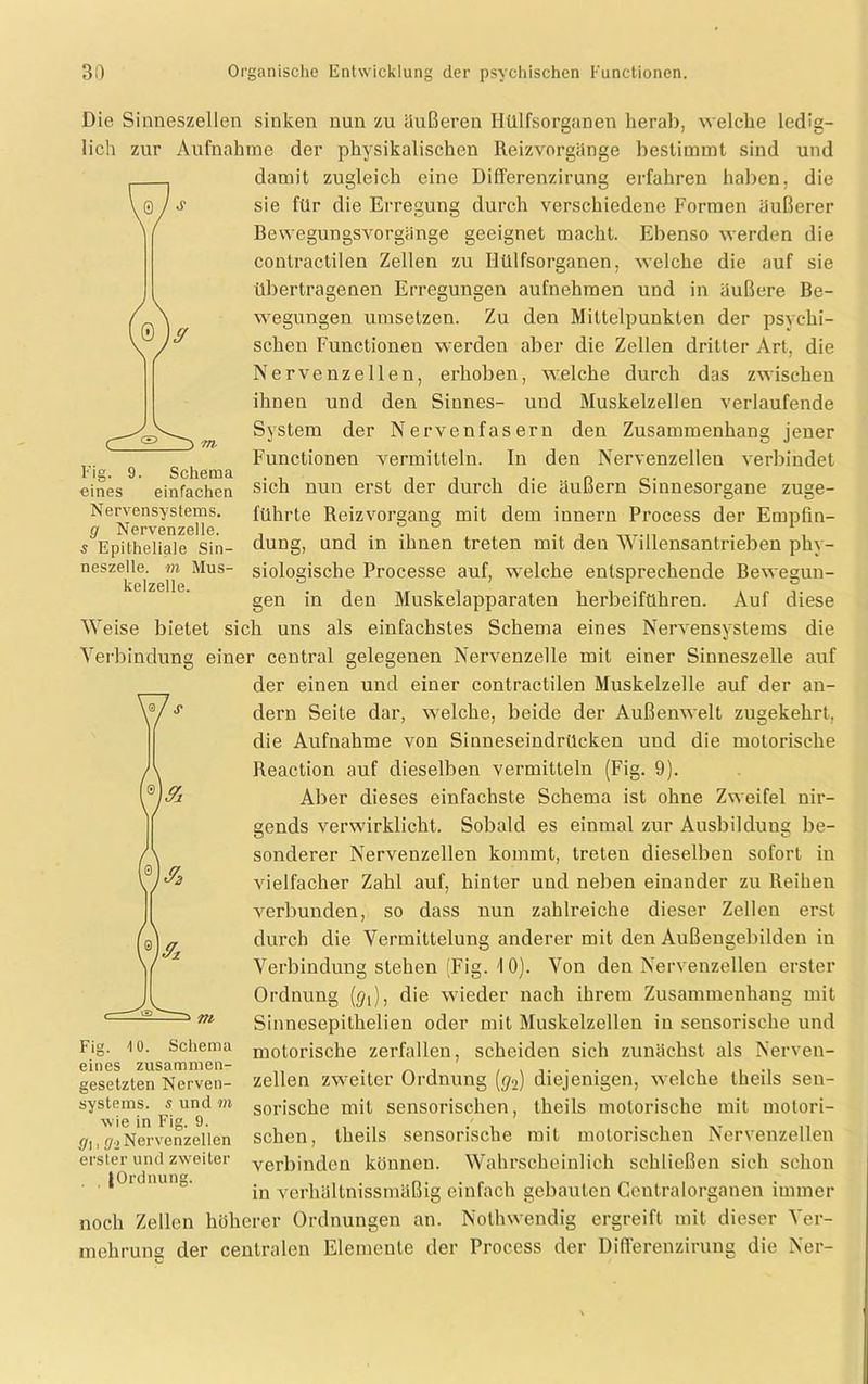 .0 m. Fig. 9. Schema eines einfachen Nervensystems. g Nervenzelle. 5 Epitheliale Sin- neszelle. m Mus- kelzelle. Die Sinneszellen sinken nun zu äußeren Htllfsorganen herab, welche ledig- lich zur Aufnahme der physikalischen Reizvorgänge bestimmt sind und damit zugleich eine Differenzirung erfahren haben, die sie für die Erregung durch verschiedene Formen äußerer Bewegungsvorgänge geeignet macht. Ebenso werden die contractilen Zellen zu Htllfsorganen, welche die auf sie übertragenen Erregungen aufnehmen und in äußere Be- wegungen umselzen. Zu den Mittelpunkten der psychi- schen Functionen werden aber die Zellen dritter Art, die Nervenzellen, erhoben, welche durch das zwischen ihnen und den Sinnes- und Muskelzellen verlaufende System der Nervenfasern den Zusammenhang jener Functionen vermitteln. In den Nervenzellen verbindet sich nun erst der durch die äußern Sinnesorgane zuge- führte Reizvorgang mit dem innern Process der Empfin- dung, und in ihnen treten mit den Willensantrieben phy- siologische Processe auf, welche entsprechende Bewegun- gen in den Muskelapparaten herbeiführen. Auf diese Weise bietet sich uns als einfachstes Schema eines Nervensystems die Verbindung einer central gelegenen Nervenzelle mit einer Sinneszelle auf der einen und einer contractilen Muskelzelle auf der an- dern Seite dar, welche, beide der Außenwelt zugekehrt, die Aufnahme von Sinneseindrücken und die motorische Reaction auf dieselben vermitteln (Fig. 9). Aber dieses einfachste Schema ist ohne Zweifel nir- gends verwirklicht. Sobald es einmal zur Ausbildung be- soliderer Nervenzellen kommt, treten dieselben sofort in vielfacher Zahl auf, hinter und neben einander zu Reihen verbunden, so dass nun zahlreiche dieser Zellen erst durch die Vermittelung anderer mit den Außengebilden in 0). Von den Nervenzellen erster ((/[), die wieder nach ihrem Zusammenhang mit Sinnesepithelien oder mit Muskelzellen in sensorische und motorische zerfallen, scheiden sich zunächst als Nerven- zellen zweiter Ordnung (g2) diejenigen, welche theils sen- sorische mit sensorischen, theils motorische mit motori- schen, theils sensorische mit motorischen Nervenzellen verbinden können. Wahrscheinlich schließen sich schon in vcrhältnissnüißig einfach gebauten Centralorganen immer noch Zellen höherer Ordnungen an. Nothwendig ergreift mit dieser Ver- mehrung der centralen Elemente der Process der Differenzirung die Ner- Verbindung stehen (Fig. Ordnung Fig. 10. Schema eines zusammen- gesetzten Nerven- systems. s und m wie in Fig. 9. , g-> Nervenzellen erster und zweiter JOrdnung.