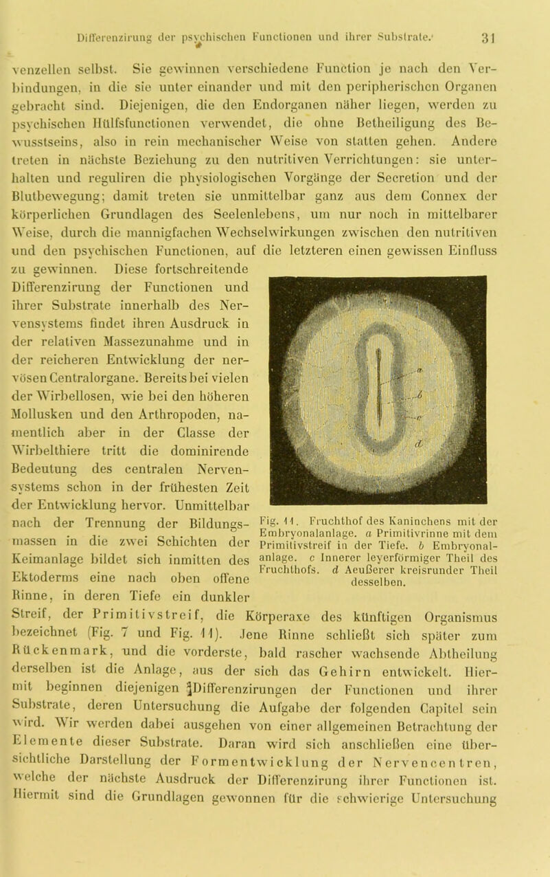 venzeilen selbst. Sie gewinnen verschiedene Function je nach den Ver- bindungen, in die sie unter einander und mit den peripherischen Organen gebracht sind. Diejenigen, die den Endorganen näher liegen, werden zu psychischen Ilülfsfunctionen verwendet, die ohne Betheiligung des Be- wusstseins, also in rein mechanischer Weise von statten gehen. Andere treten in nächste Beziehung zu den nutritiven Verrichtungen: sie unter- halten und reguliren die physiologischen Vorgänge der Secrelion und der Blutbewegung; damit treten sie unmittelbar ganz aus dem Connex der körperlichen Grundlagen des Seelenlebens, um nur noch in mittelbarer Weise, durch die mannigfachen Wechselwirkungen zwischen den nutritiven und den psychischen Functionen, auf die letzteren einen gewissen Einfluss zu gewinnen. Diese fortschreitende Differenzirung der Functionen und ihrer Substrate innerhalb des Ner- vensystems findet ihren Ausdruck in der relativen Massezunahme und in der reicheren Entwicklung der ner- vösen Centralorgane. Bereits bei vielen der Wirbellosen, wie bei den höheren Mollusken und den Arthropoden, na- mentlich aber in der Classe der Wirbelthiere tritt die dominirende Bedeutung des centralen Nerven- systems schon in der frühesten Zeit der Entwicklung hervor. Unmittelbar nach der Trennung der Bildungs- Fig-'1'1 ■ Fruchthof des Kaninchens mit der ,. • n i i Embryonalanlage, a Primitivrinne mit dem massen in die zwei Schichten der Primilivstreif in der Tiefe, b Embryonal- Keimanlage bildet sich inmitten des anlage- c Innerer leyerformiger Theil des t-, , , , . „ Fruchlhofs. d Aeußerer kreisrunder Theil Ektoderms eine nach oben offene desselben. Rinne, in deren Tiefe ein dunkler Streif, der Primitivstreif, die Körperaxe des künftigen Organismus bezeichnet (Fig. 7 und Fig. 11). Jene Rinne schließt sich später zum Rückenmark, und die vorderste, bald rascher wachsende Ablheilung derselben ist die Anlage, aus der sich das Gehirn entwickelt. Hier- mit beginnen diejenigen ^Differenzirungen der Functionen und ihrer Substrate, deren Untersuchung die Aufgabe der folgenden Capitel sein wird. AA ir werden dabei ausgehen von einer allgemeinen Betrachtung der P.lemente dieser Substrate. Daran wird sich anschließen eine über- sichtliche Darstellung der Formentwicklung der Nervencen Iren, welche der nächste Ausdruck der Differenzirung ihrer Functionen ist. Hiermit sind die Grundlagen gewonnen für die schwierige Untersuchung