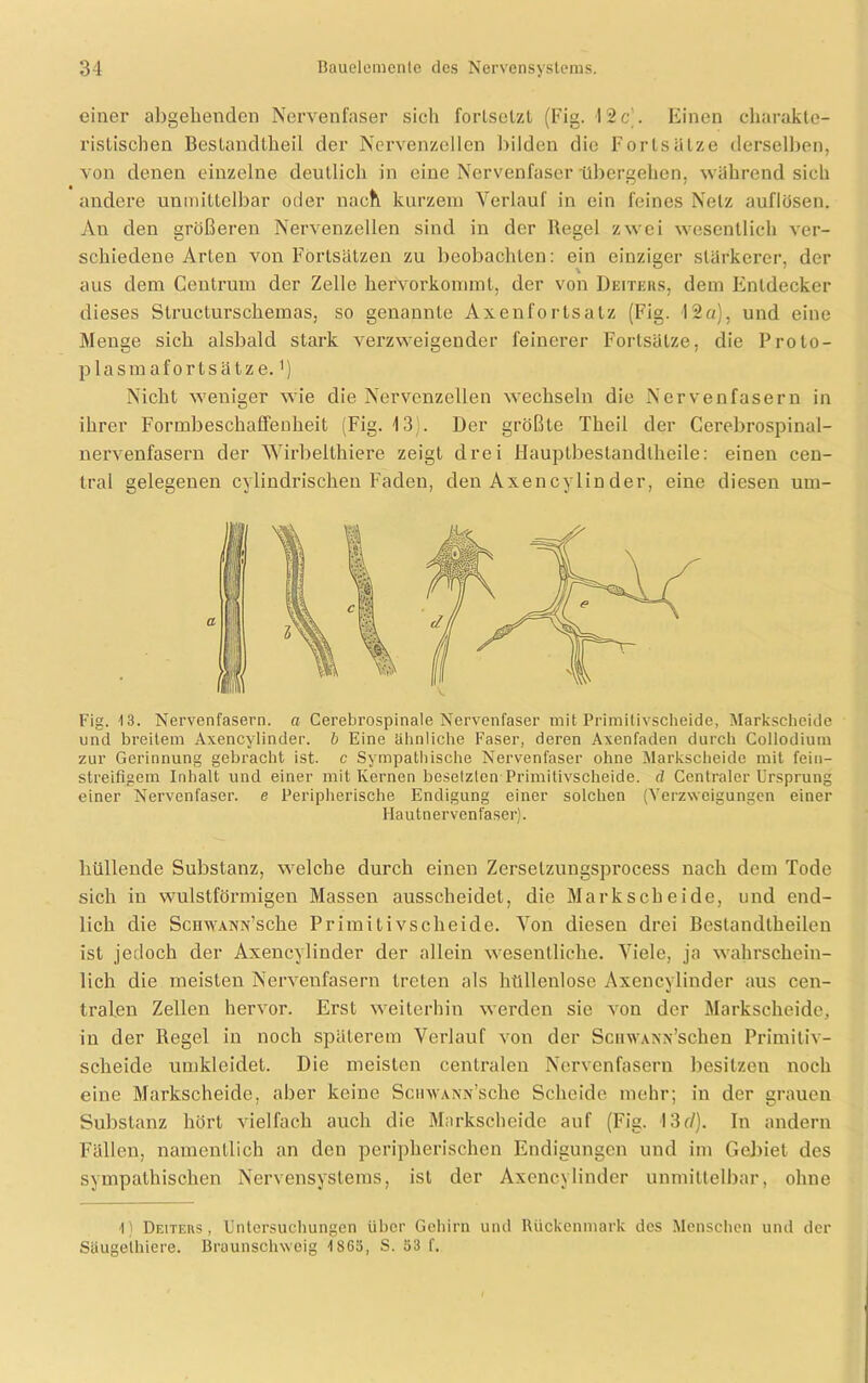 einer abgebenden Nervenfaser sich fortsetzt (Fig. 12c'. Einen charakte- ristischen Bestandteil der Nervenzellen bilden die Fortsätze derselben, von denen einzelne deutlich in eine Nervenfaser übergehen, während sich andere unmittelbar oder nach kurzem Verlauf in ein feines Netz auflösen. An den größeren Nervenzellen sind in der Regel zwei wesentlich ver- schiedene Arten von Fortsätzen zu beobachten: ein einziger stärkerer, der aus dem Centrum der Zelle hervorkommt, der von Deiters, dem Entdecker dieses Structurschemas, so genannte Axenfortsatz (Fig. 12a), und eine Menge sich alsbald stark verzweigender feinerer Fortsätze, die Prolo- plasmafortsätze. ’) Nicht weniger wie die Nervenzellen wechseln die Nervenfasern in ihrer Formbeschaffenheit (Fig. 13). Der größte Thcil der Cerebrospinal- nervenfasern der Wirbeltiere zeigt drei Hauptbestandteile: einen cen- tral gelegenen cylindrischen Faden, den Axencylin der, eine diesen um- Fig. 13. Nervenfasern, a Cerebrospinale Nervenfaser mit Primitivscheide, Markscheide und breitem Axencylinder. b Eine ähnliche Faser, deren Axenfaden durch Collodium zur Gerinnung gebracht ist. c Sympathische Nervenfaser ohne Markscheide mit fein- streifigem Inhalt und einer mit Kernen besetzten Primilivsclieide. d Centraler Ursprung einer Nervenfaser, e Peripherische Endigung einer solchen (Verzweigungen einer Hautnervenfaser). hüllende Substanz, welche durch einen Zersetzungsprocess nach dem Tode sich in wulstförmigen Massen ausscheidet, die Markscheide, und end- lich die SciiwANN’sche Primitivscheide. Von diesen drei Bestandteilen ist jedoch der Axencylinder der allein wesentliche. Viele, ja wahrschein- lich die meisten Nervenfasern treten als hüllenlose Axencylinder aus cen- tralen Zellen hervor. Erst weiterhin werden sie von der Markscheide, in der Regel in noch späterem Verlauf von der ScuwANx’schen Primitiv- scheide umkleidet. Die meisten centralen Nervenfasern besitzen noch eine Markscheide, aber keine Sciiwanx’scIic Scheide mehr; in der grauen Substanz hört vielfach auch die Markscheide auf (Fig. 13<7). In andern Fällen, namentlich an den peripherischen Endigungen und im Gebiet des sympathischen Nervensystems, ist der Axencylinder unmittelbar, ohne 1) Deiters, Untersuchungen über Gehirn und Rückenmark des Menschen und der Säugethiere. Braunschweig 1863, S. 33 f.